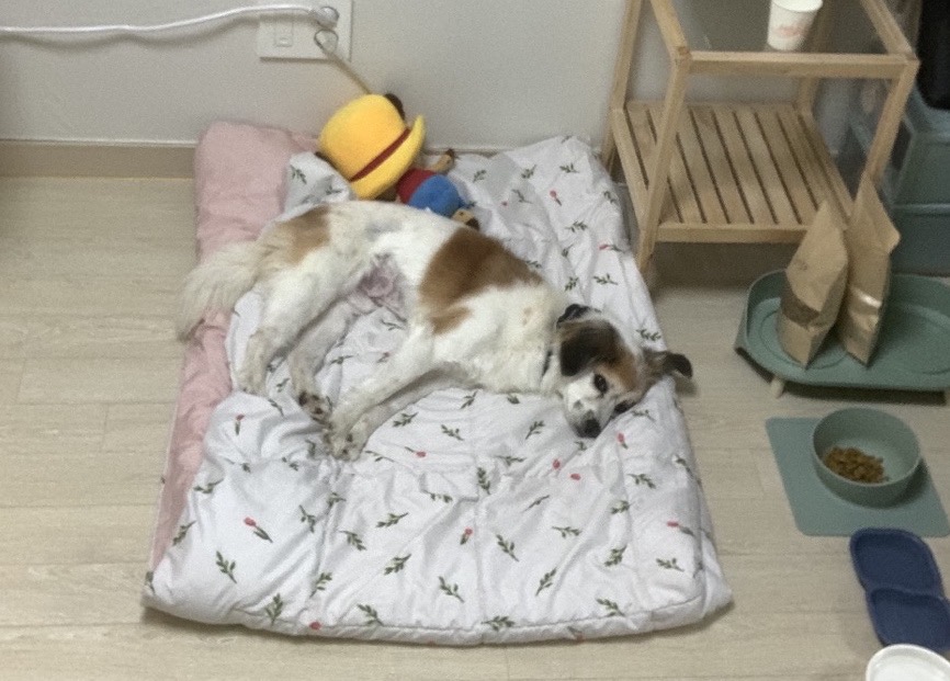 리아 임보 일주일차 후기입니다!