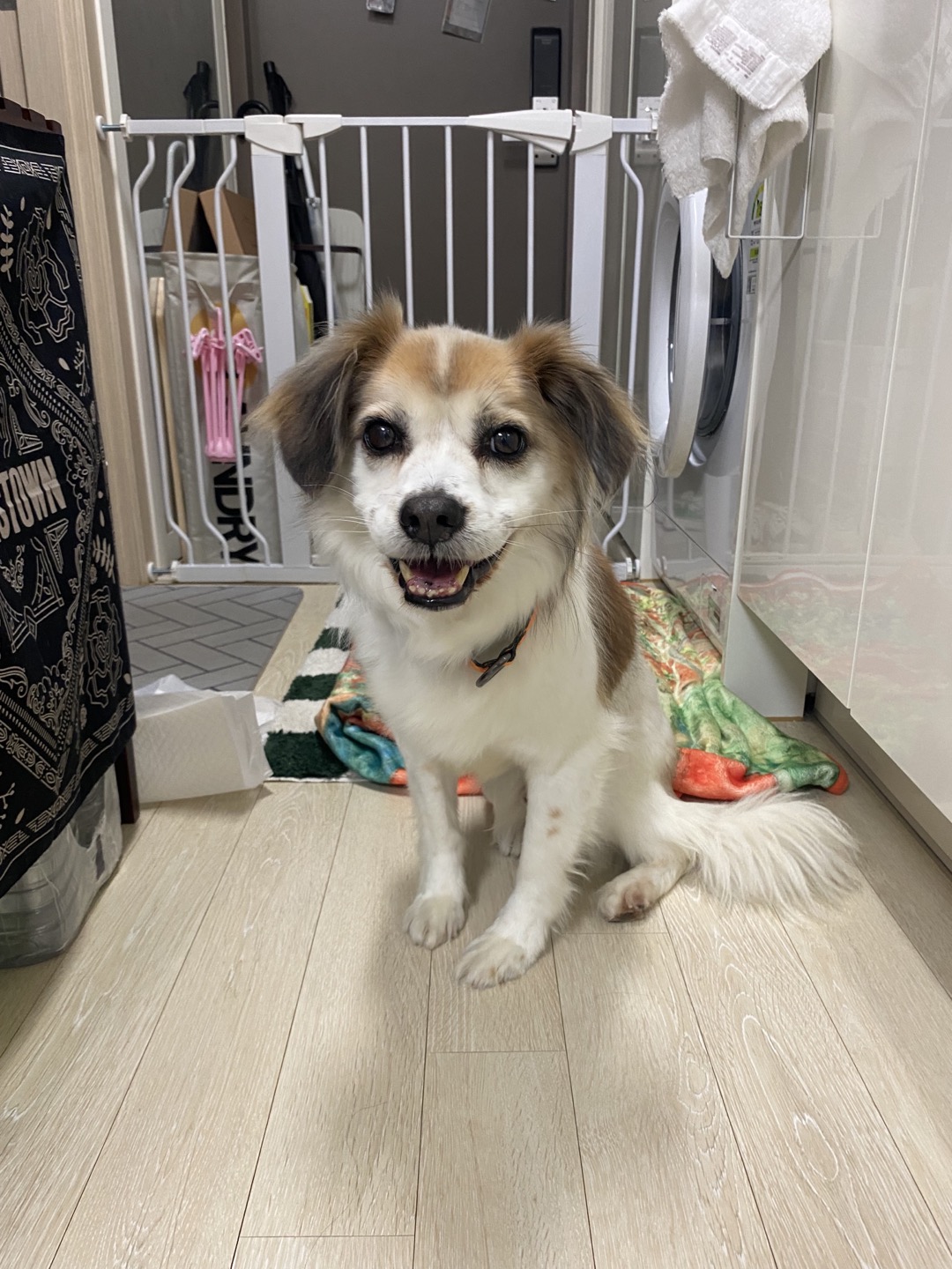 리아 임보 일주일차 후기입니다!