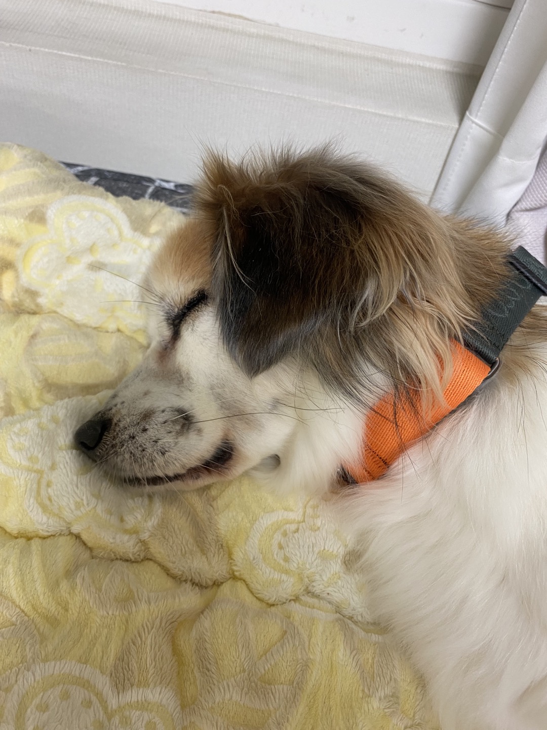 리아 임보 일주일차 후기입니다!