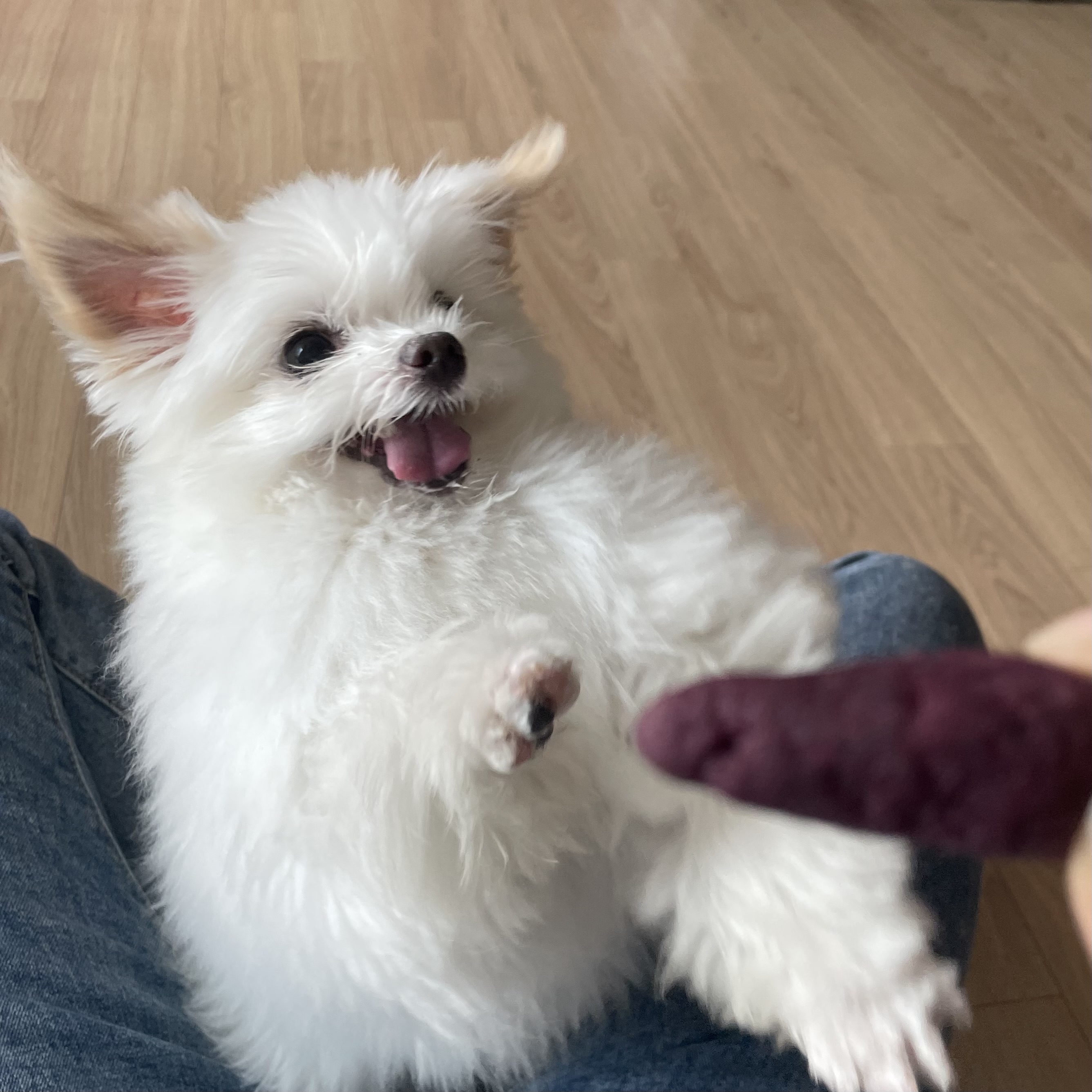 아산구조견 짜니 임시보호 세달 후기입니다