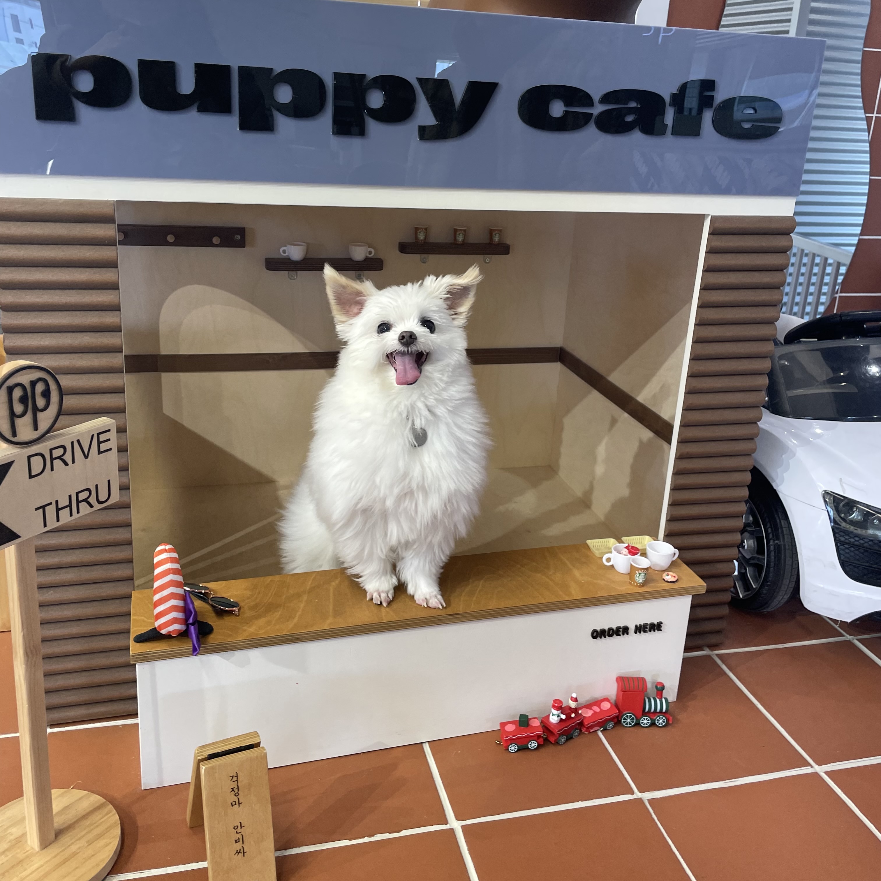 아산구조견 짜니 임시보호 세달 후기입니다