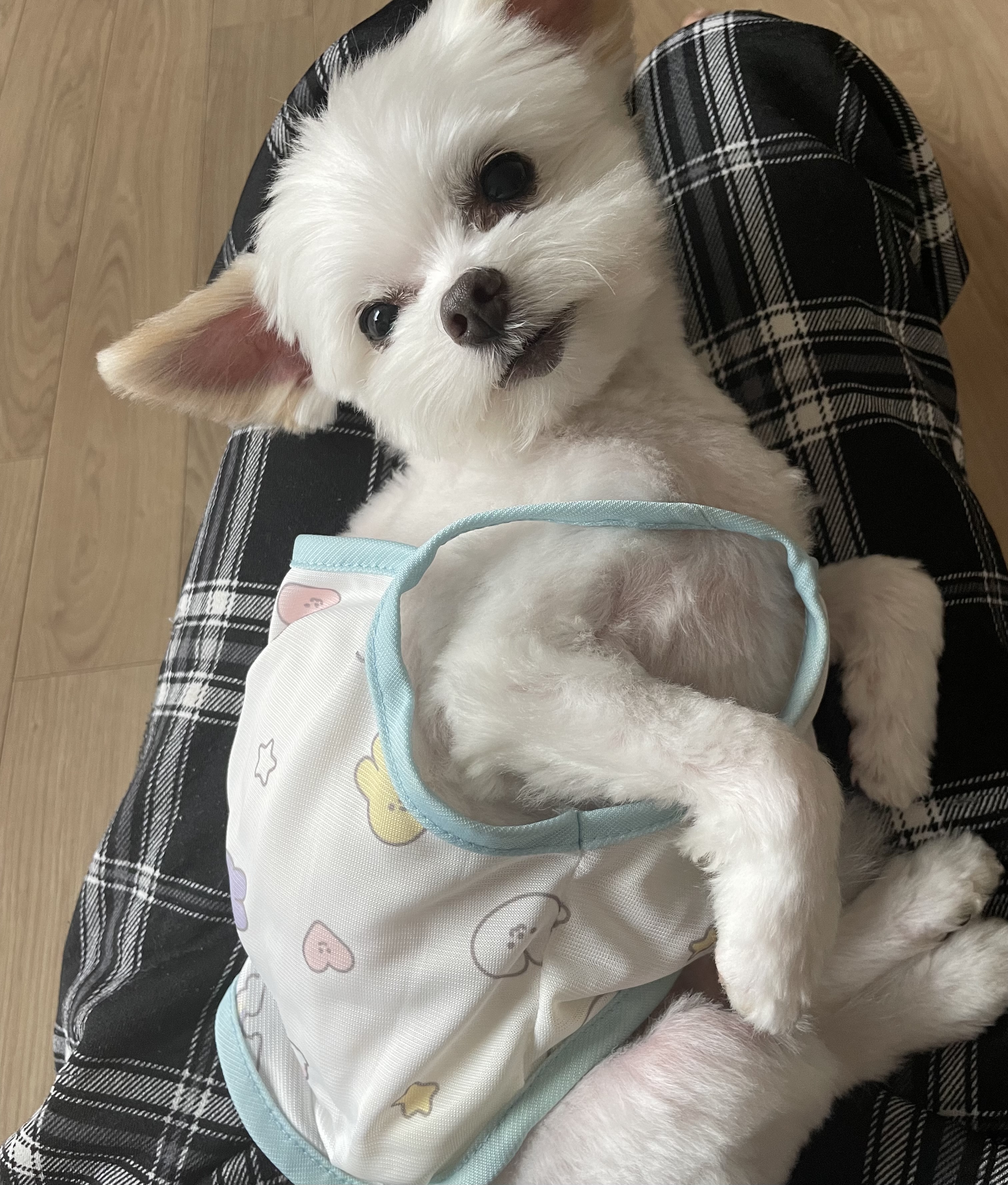 아산구조견 짜니 임시보호 세달 후기입니다