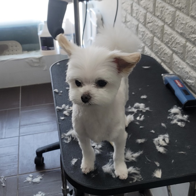 아산구조견 짜니 임시보호 세달 후기입니다