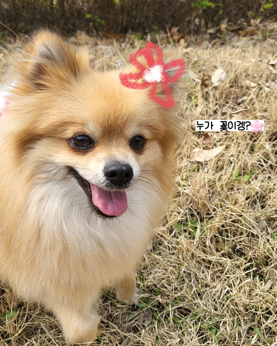 짜장이(곤지암_송일) 입양 2년차 후기입니다.