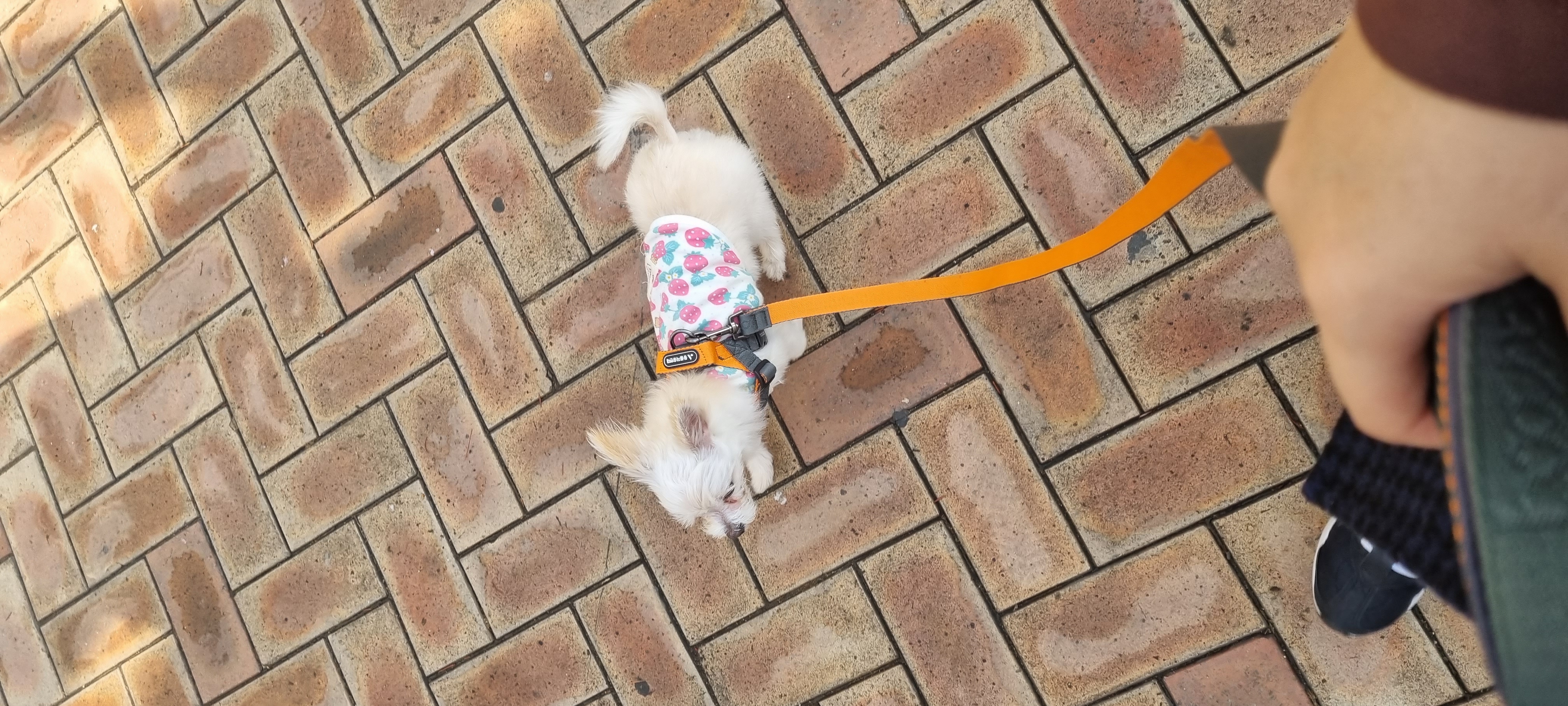 아산 구조견 엘프 임보 석달차후기