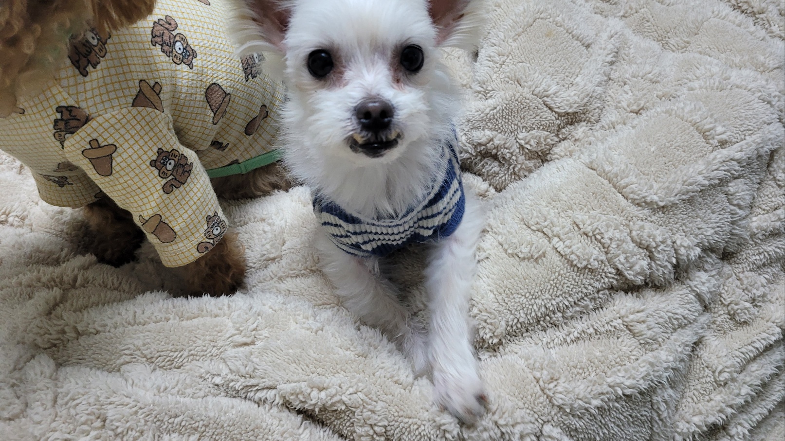 아산 구조견 엘프 임보 석달차후기