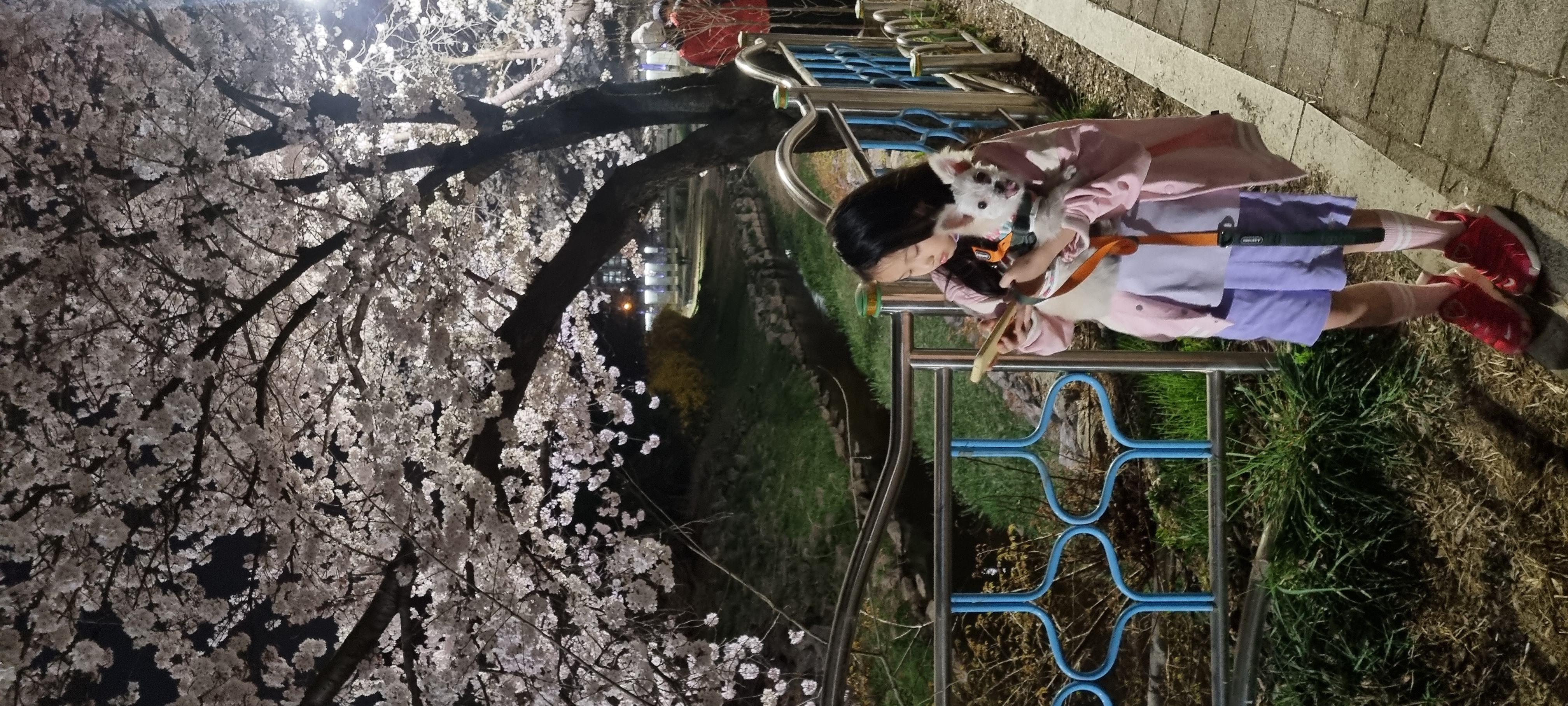 아산 구조견 엘프 임보 석달차후기