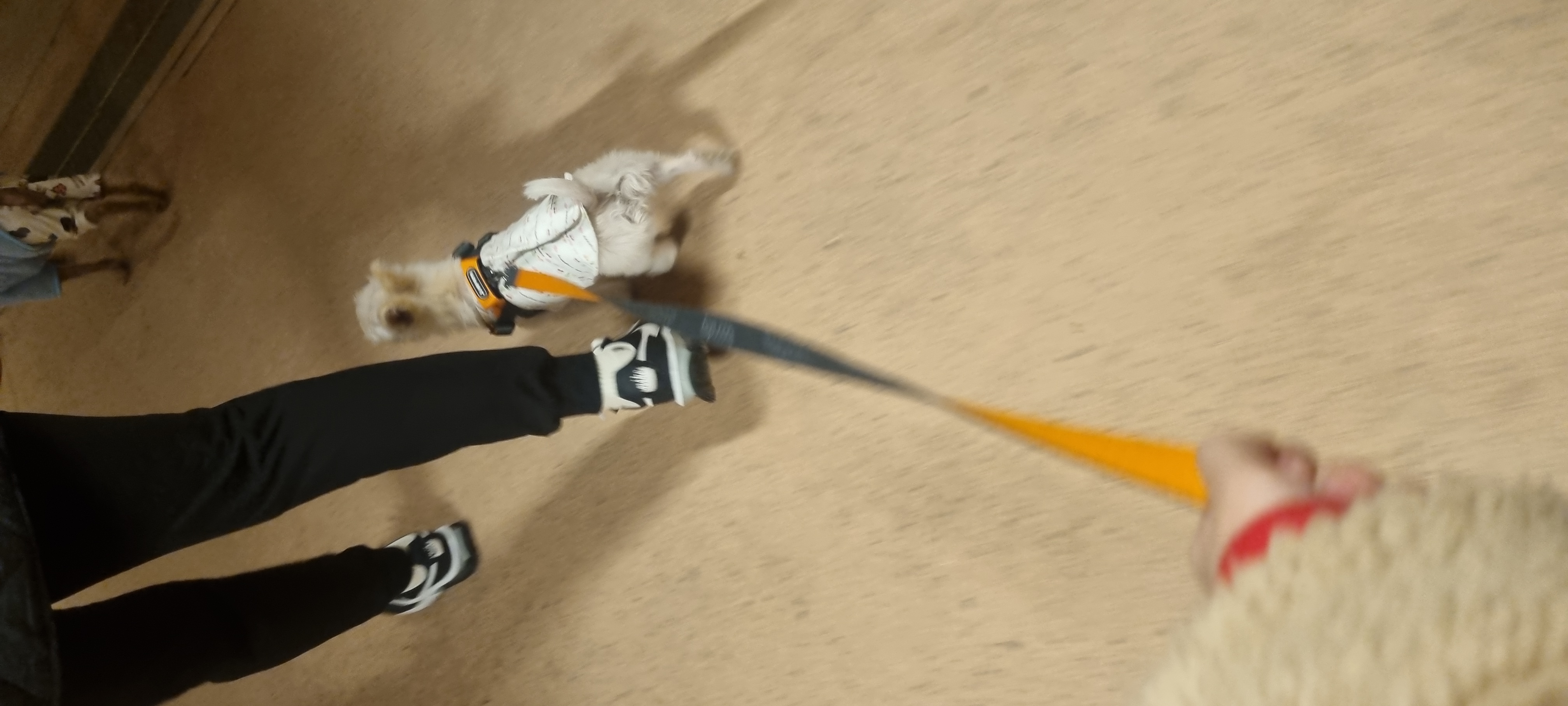 아산 구조견 엘프 임보 석달차후기