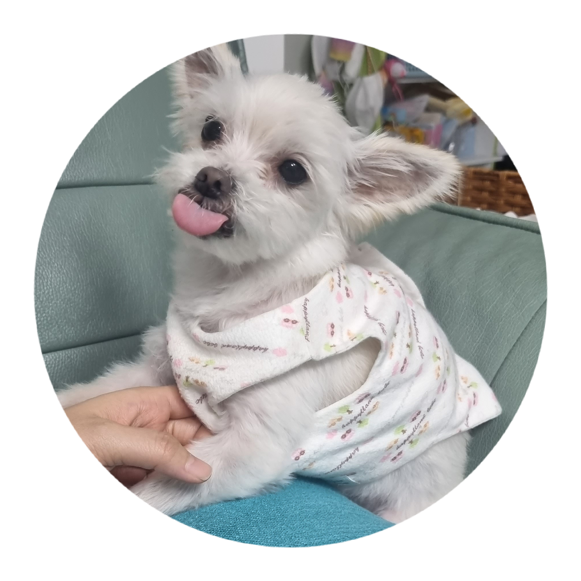 아산 구조견 엘프 임보 석달차후기