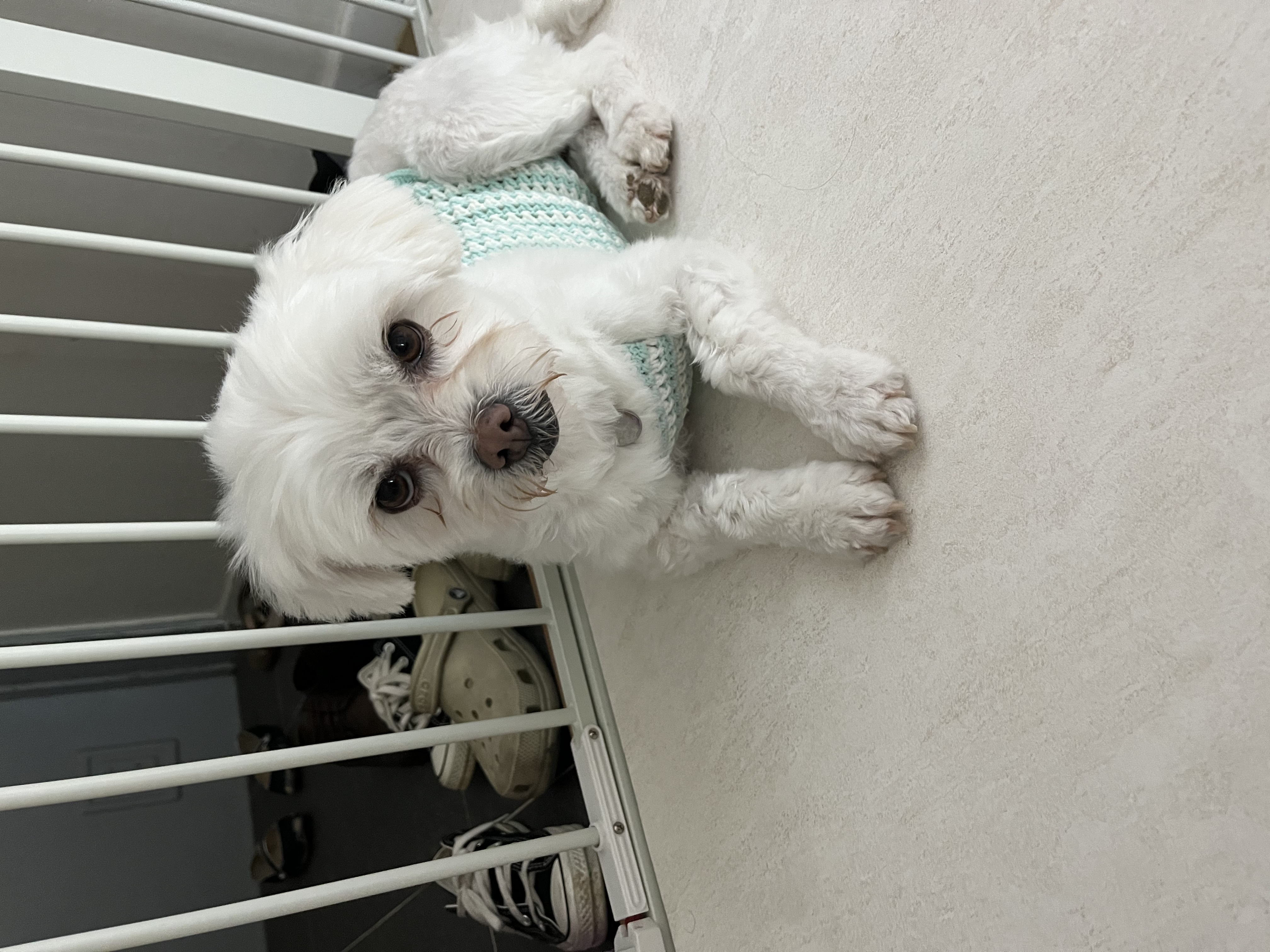 뚠이 (구,순무) 입양 일주일 입니다 