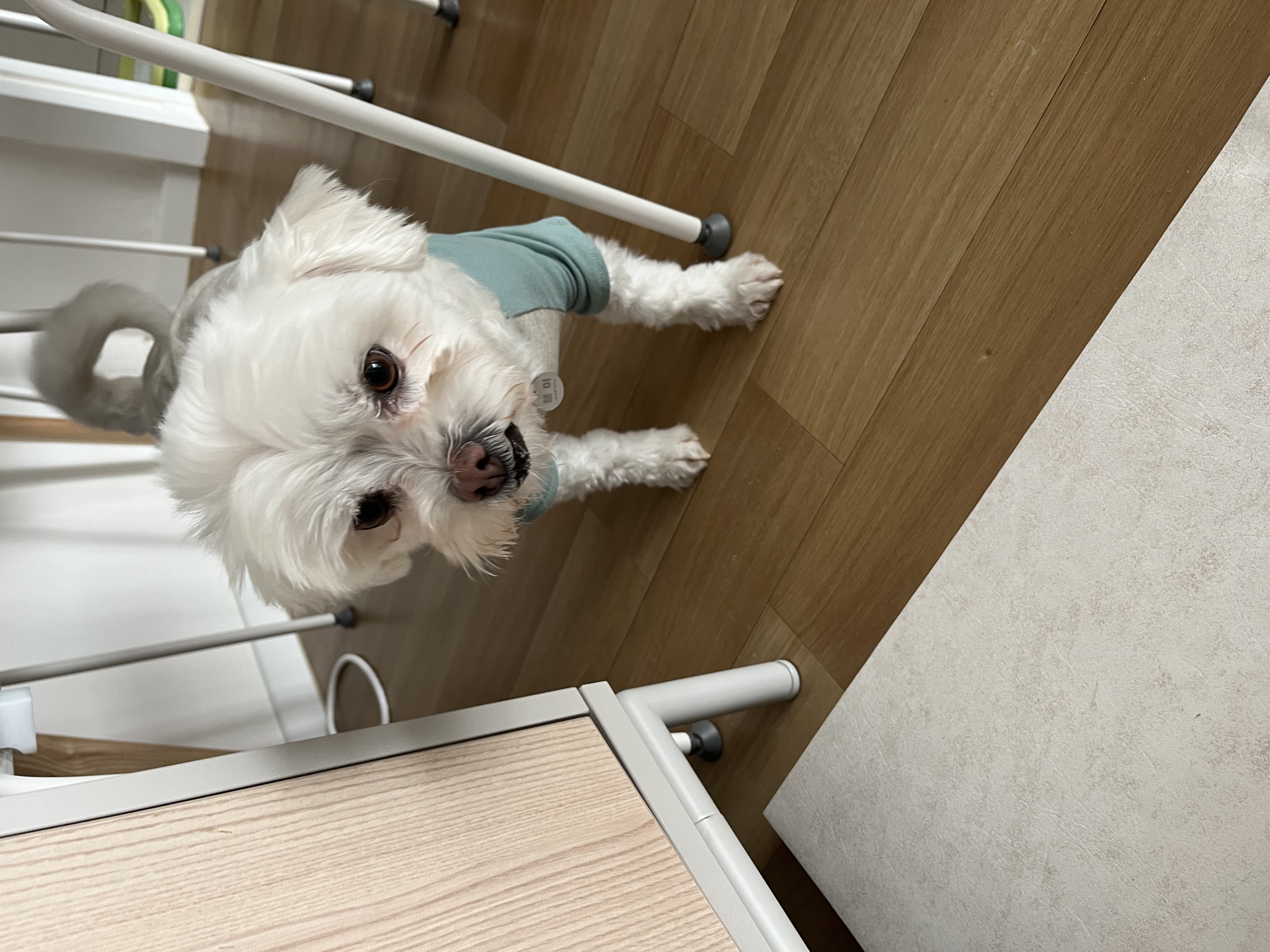 뚠이 (구,순무) 입양 일주일 입니다 