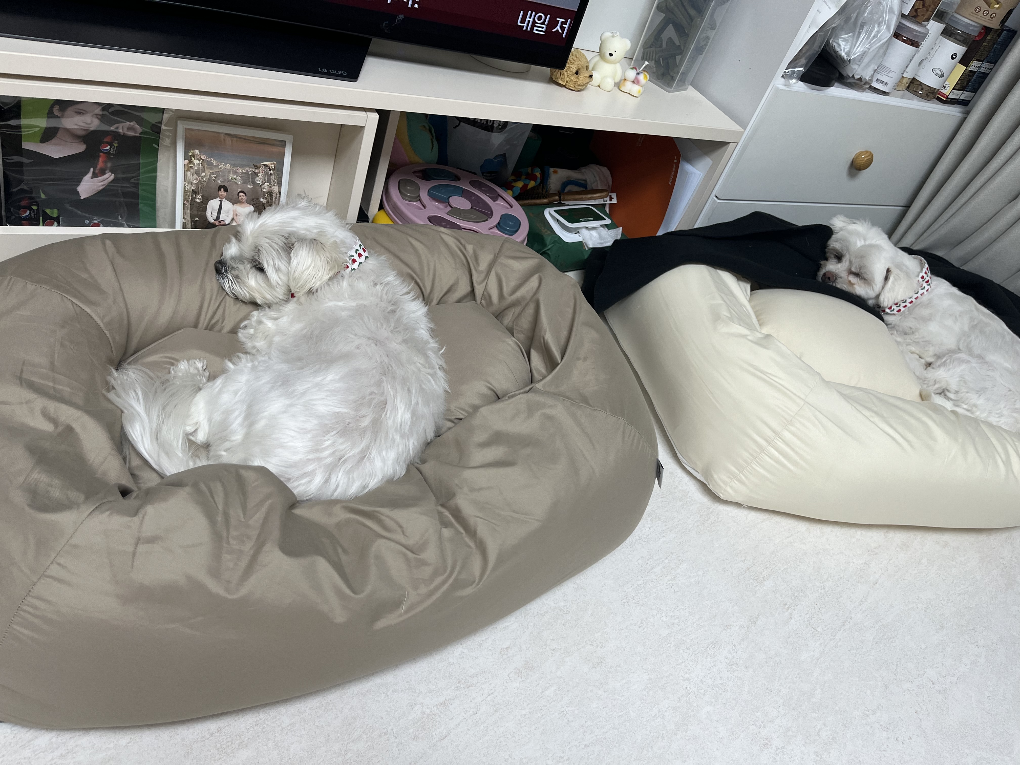 뚠이 (구,순무) 입양 일주일 입니다 