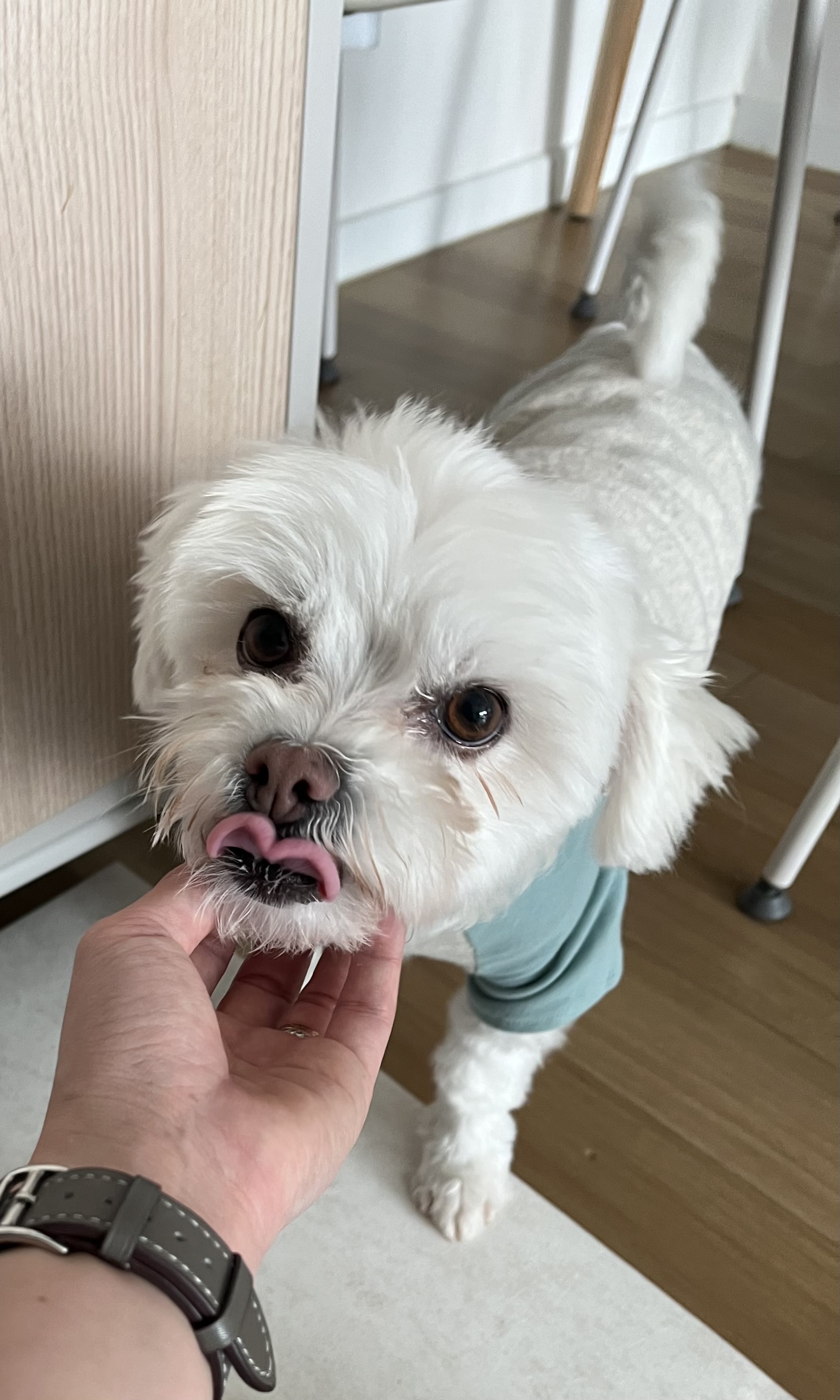 뚠이 (구,순무) 입양 일주일 입니다 