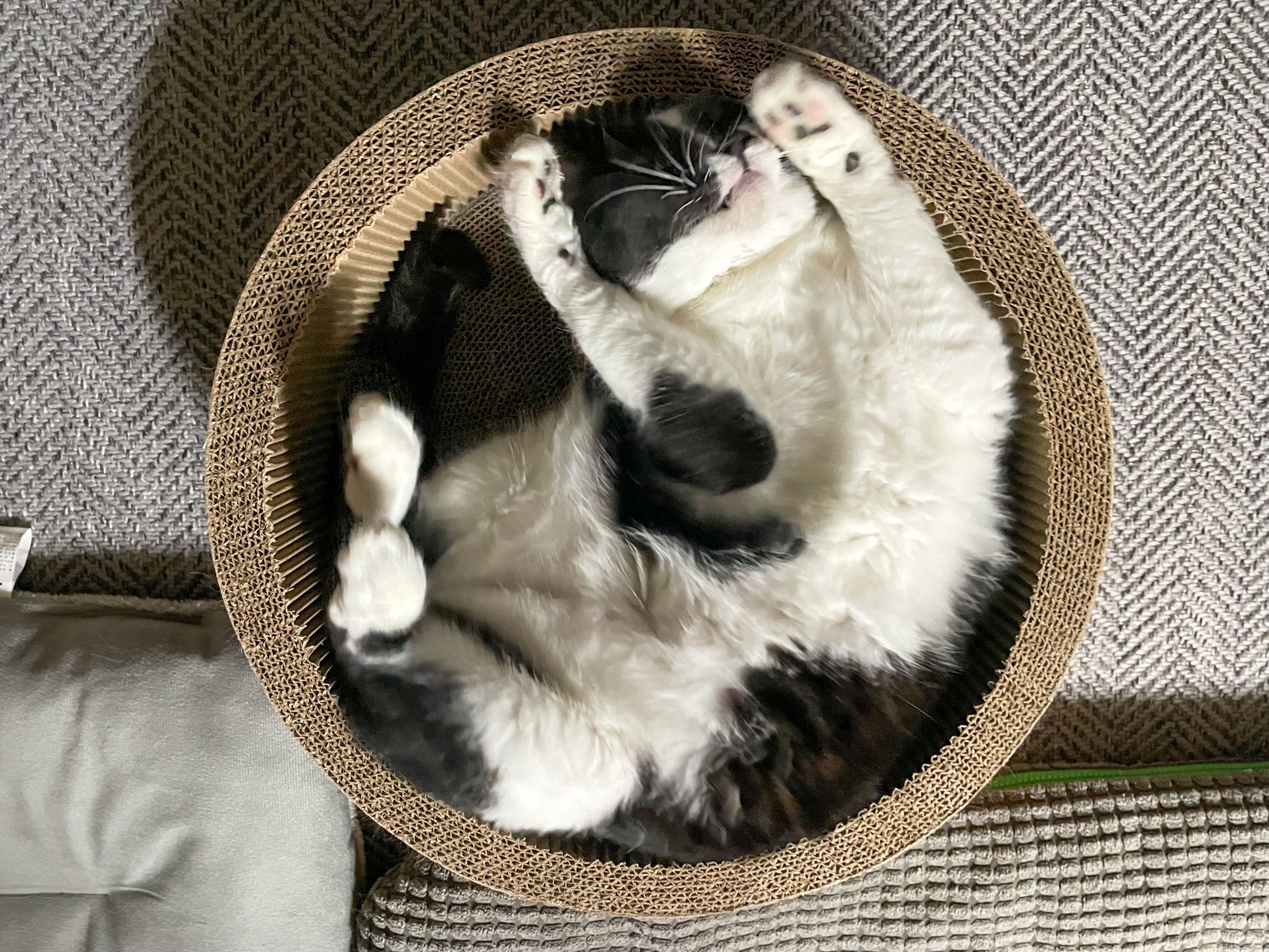 시저랑 같이 산 지 벌써 6년이네요. 