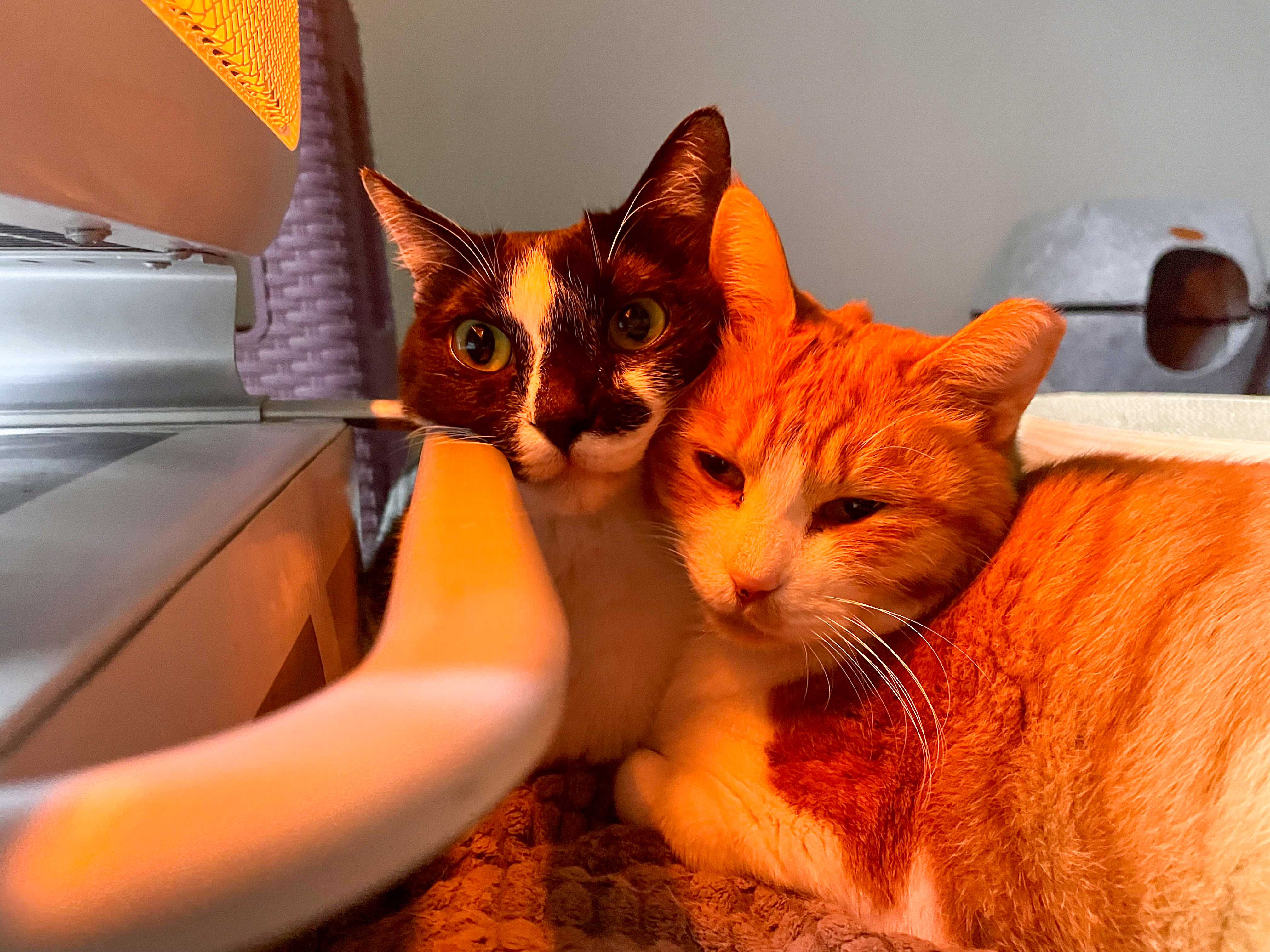 시저랑 같이 산 지 벌써 6년이네요. 