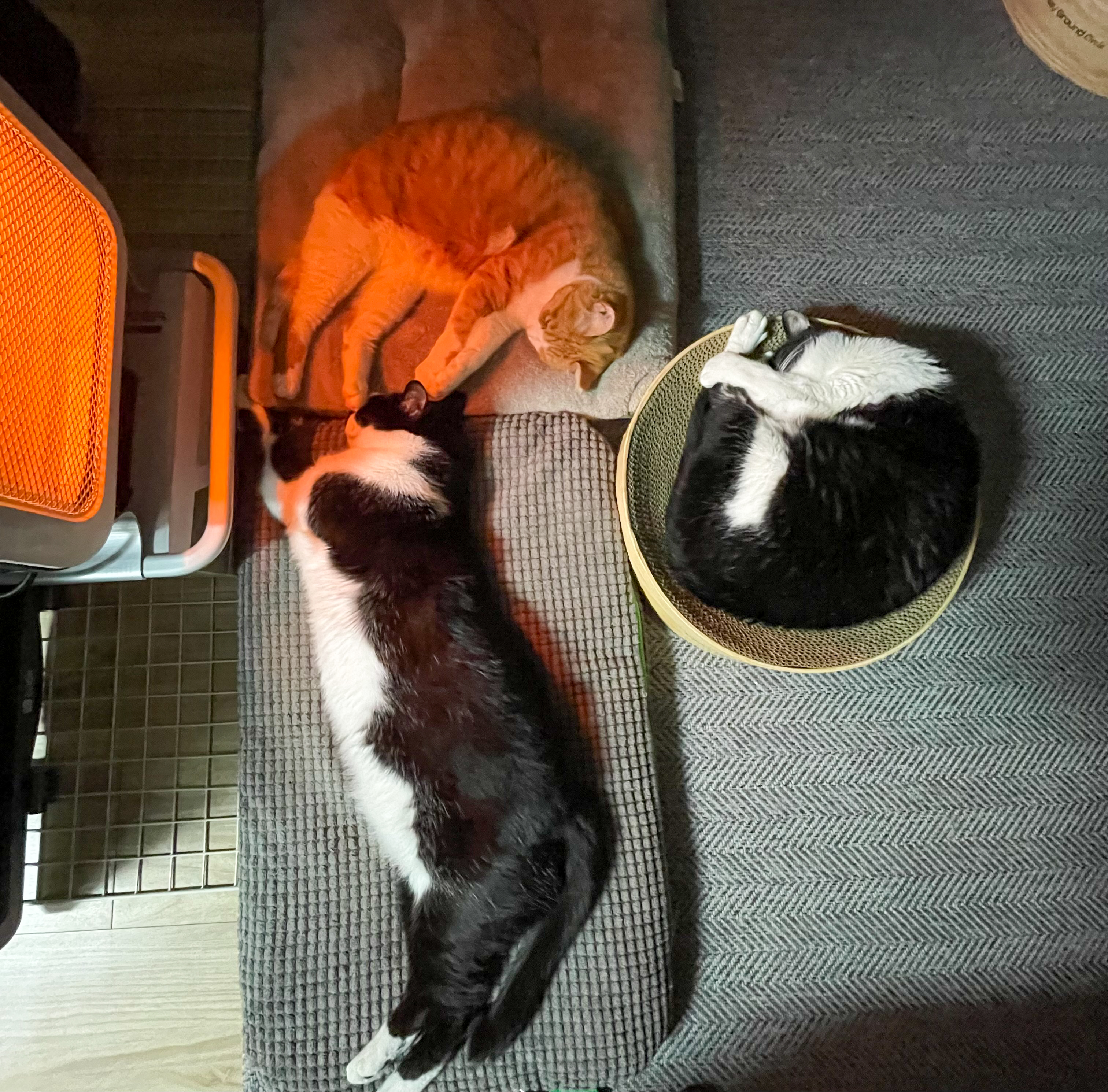 시저랑 같이 산 지 벌써 6년이네요. 