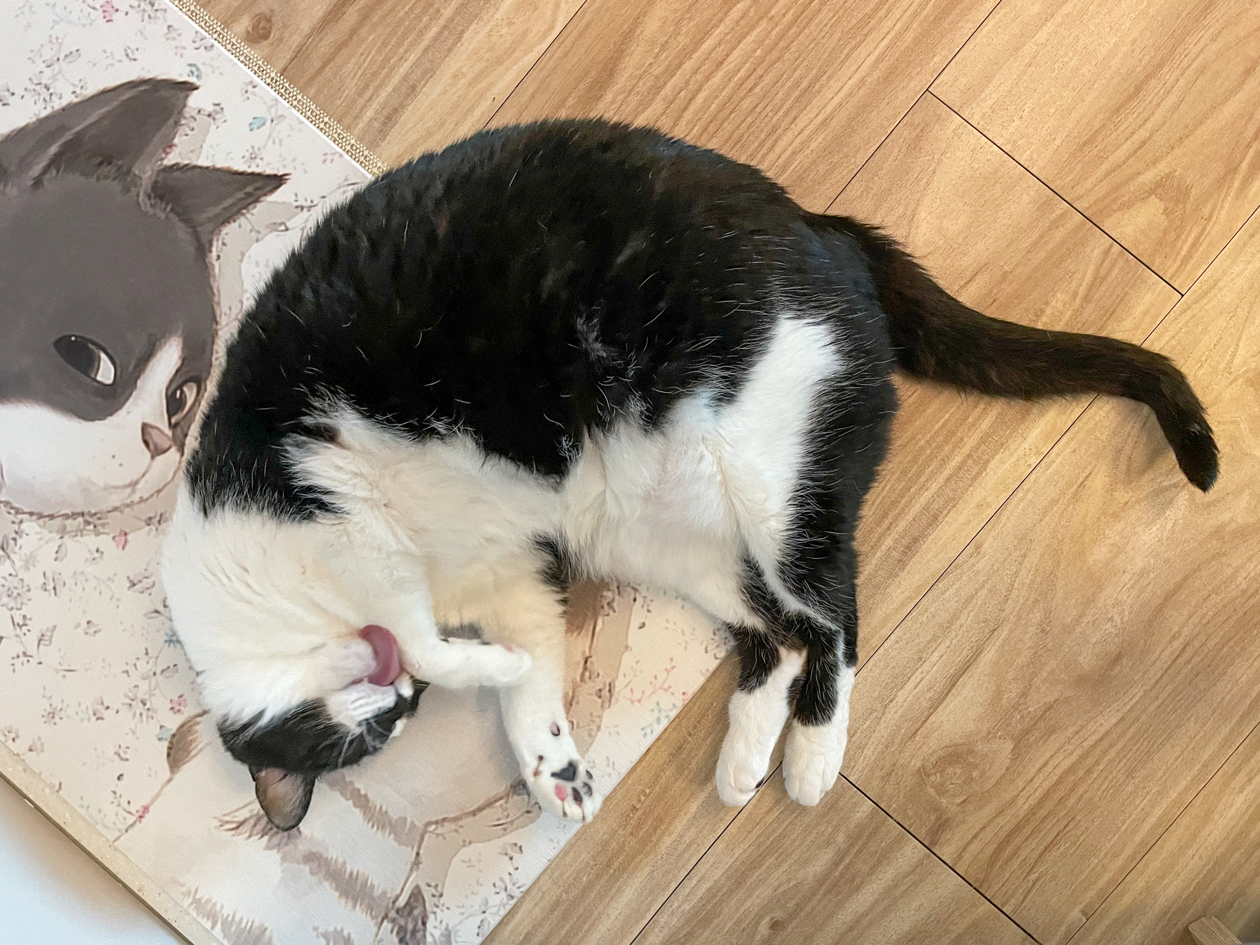 시저랑 같이 산 지 벌써 6년이네요. 