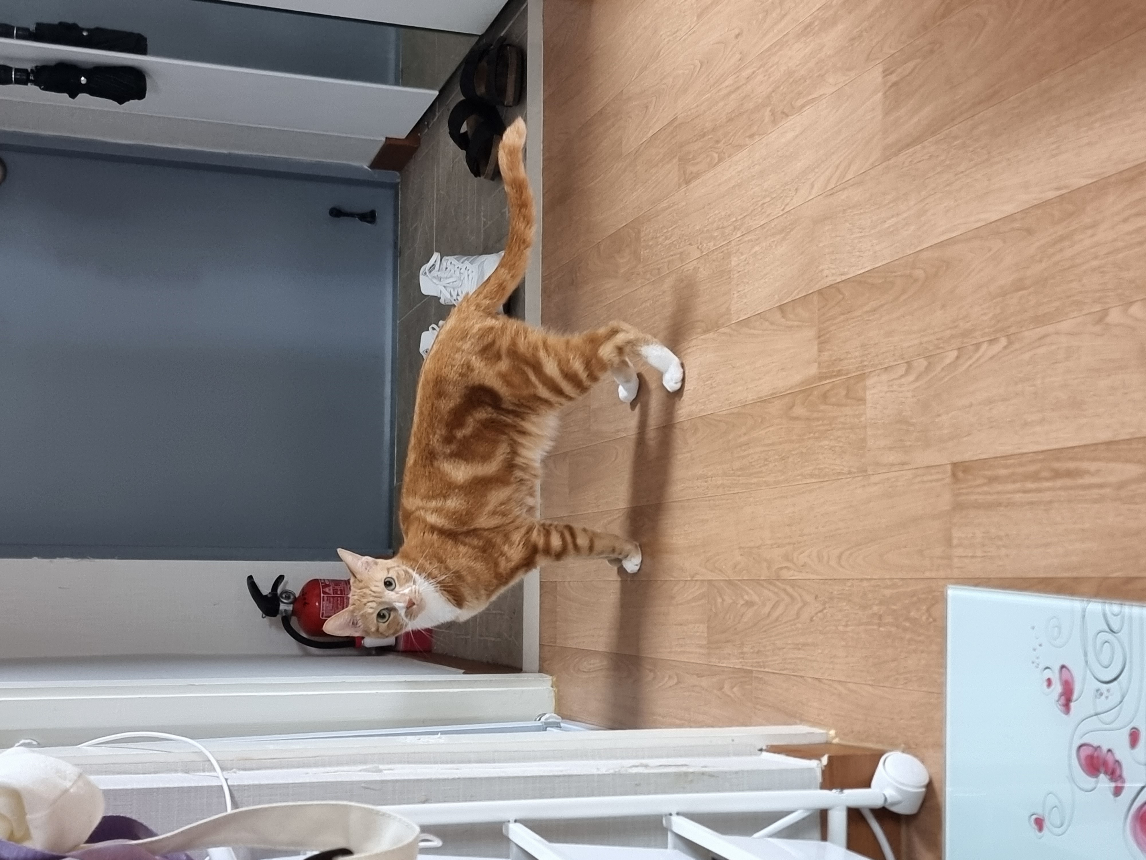 필구 임보 한달차 이야기