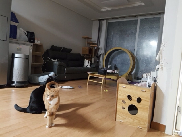 필구 임보 한달차 이야기