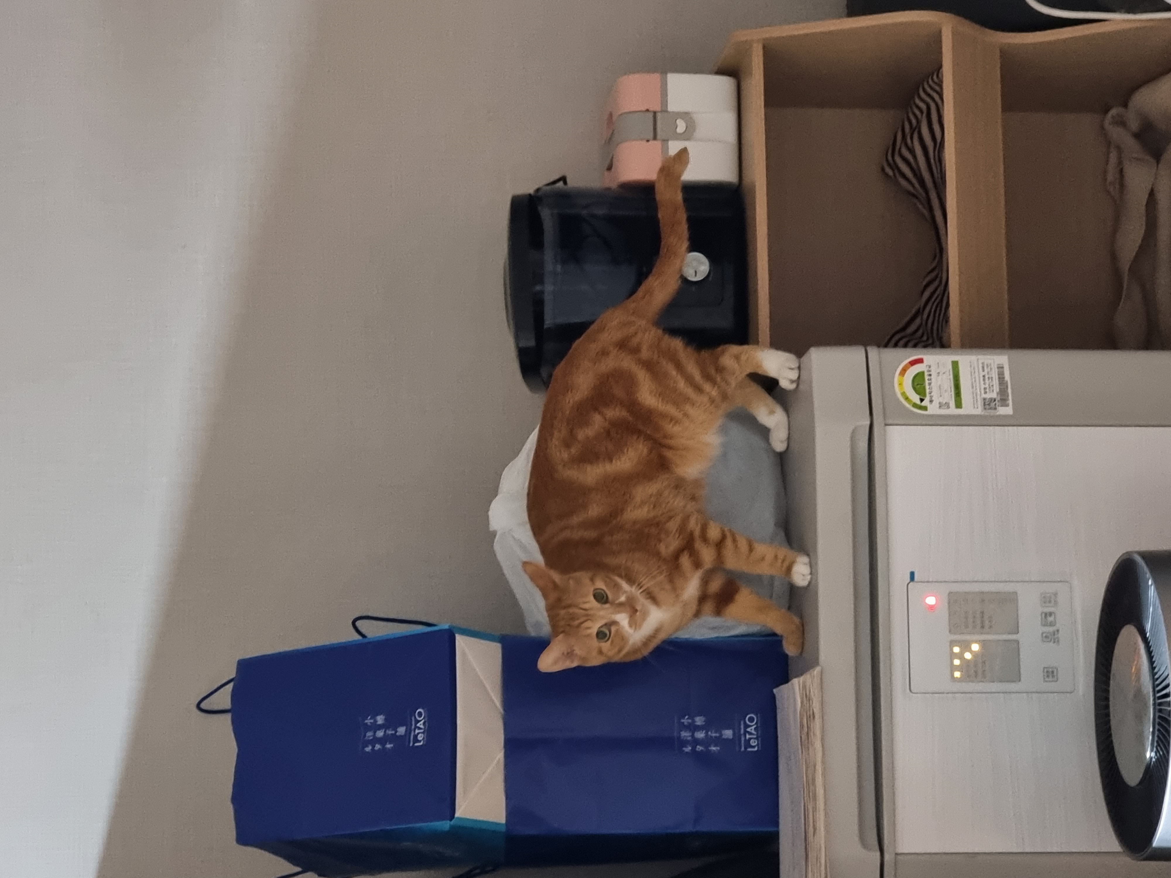 필구 임보 한달차 이야기