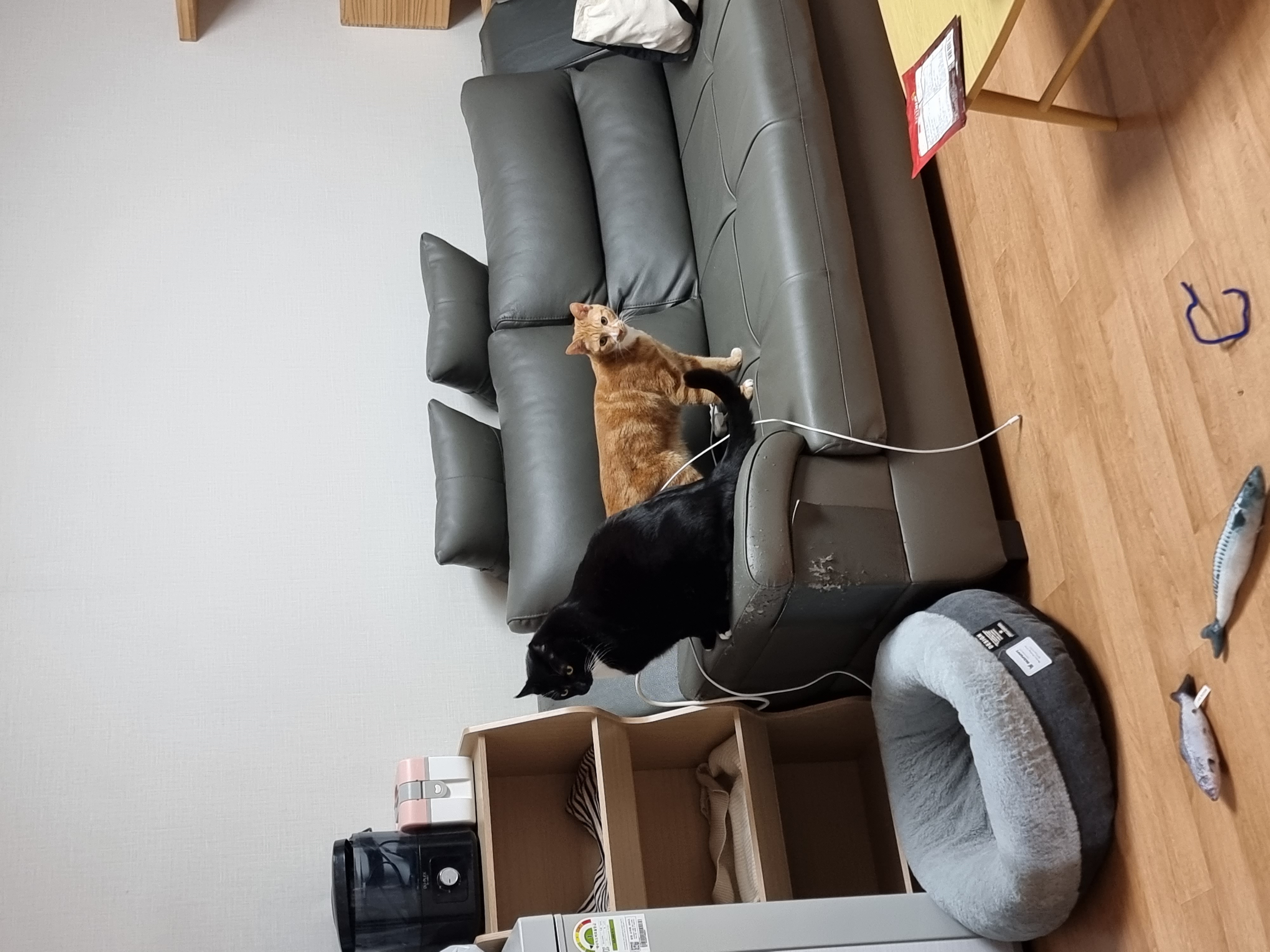 필구 임보 한달차 이야기