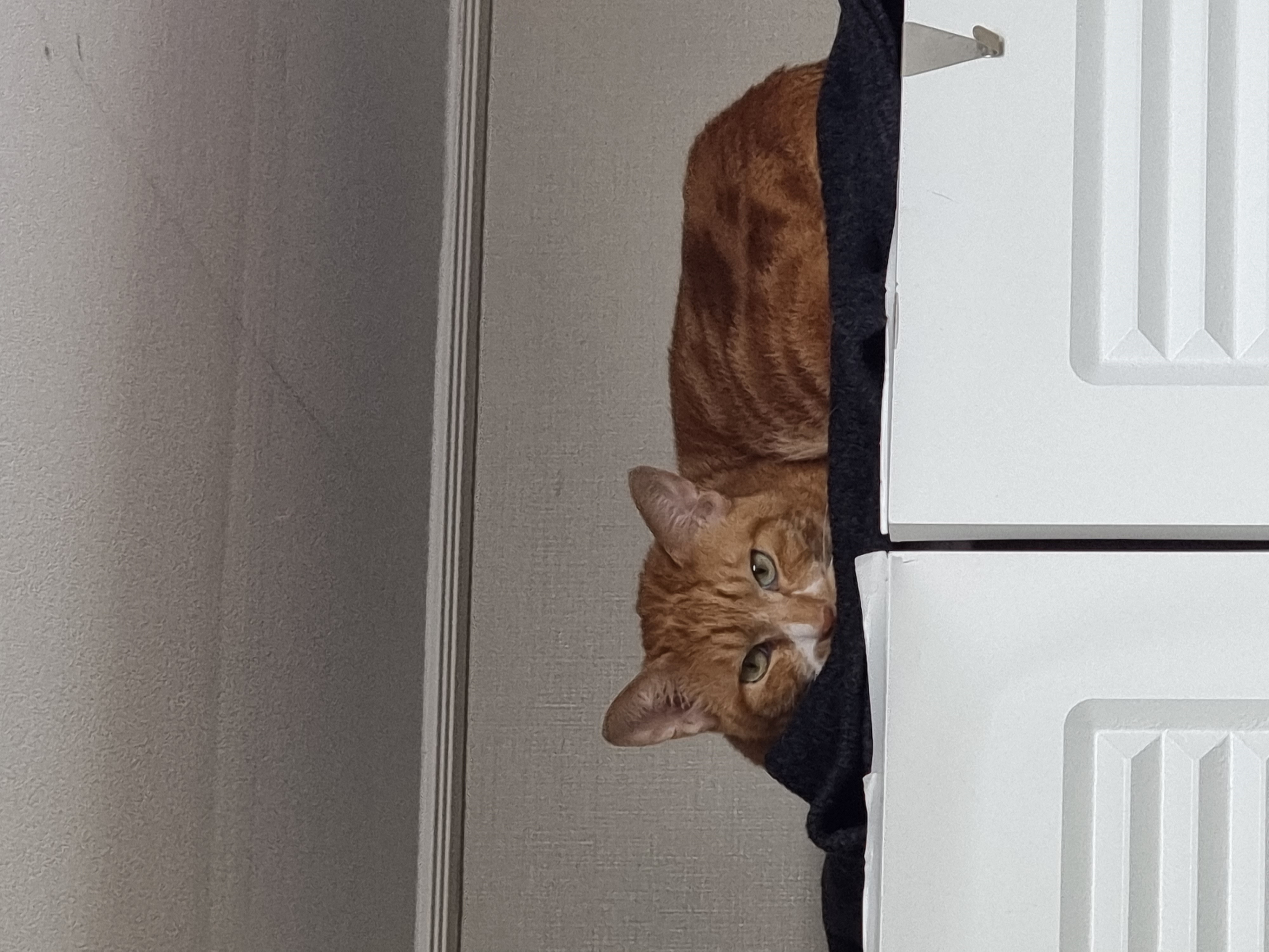 필구 임보 한달차 이야기