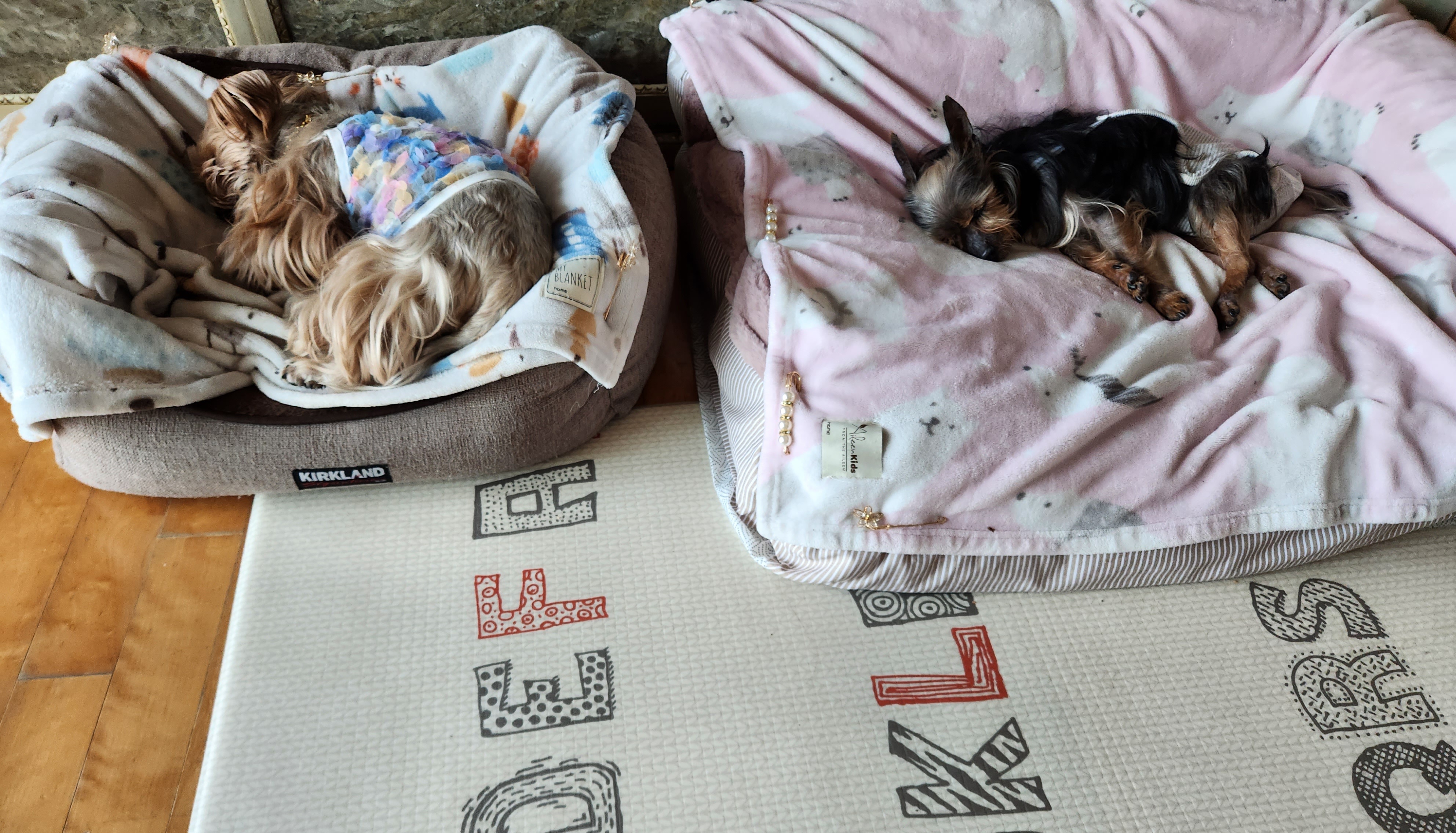 티파니(밤이), 하트(소금이) 소식입니다!