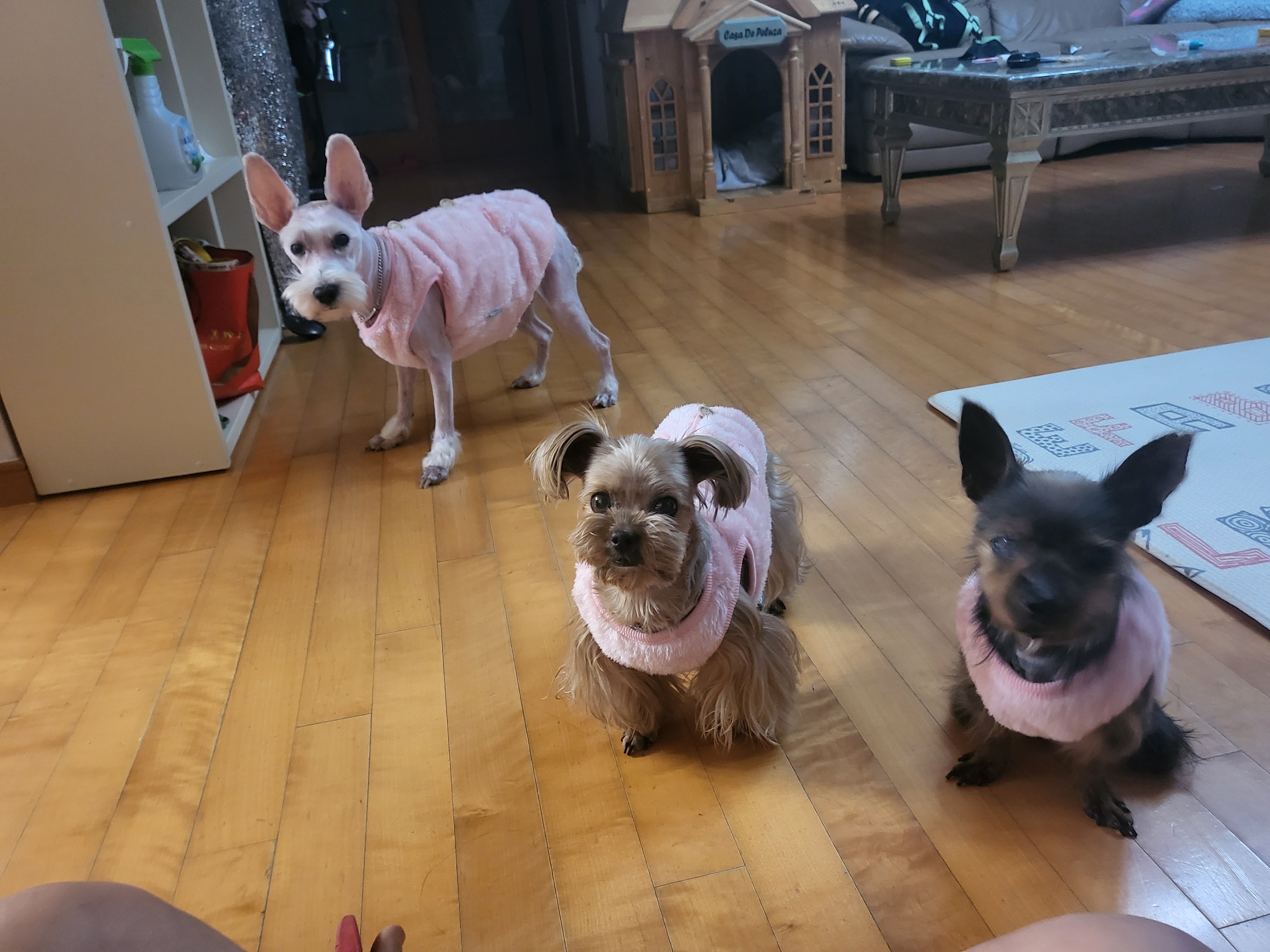 티파니(밤이), 하트(소금이) 소식입니다!