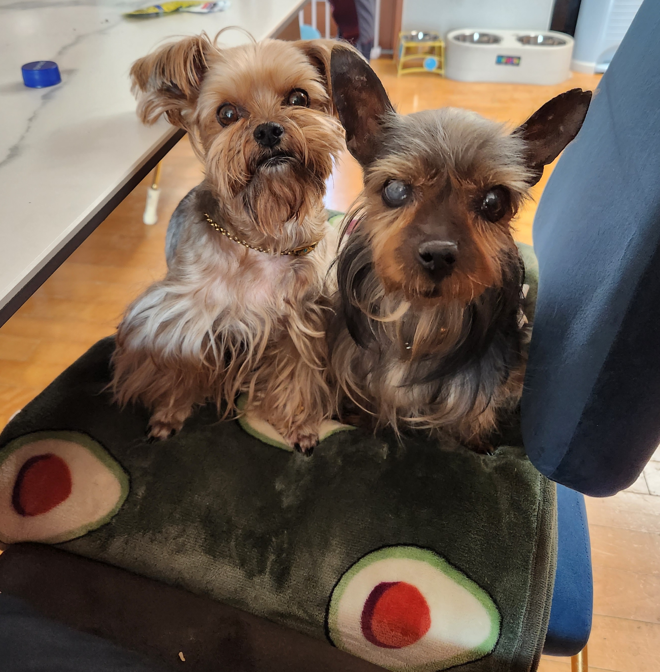 티파니(밤이), 하트(소금이) 소식입니다!