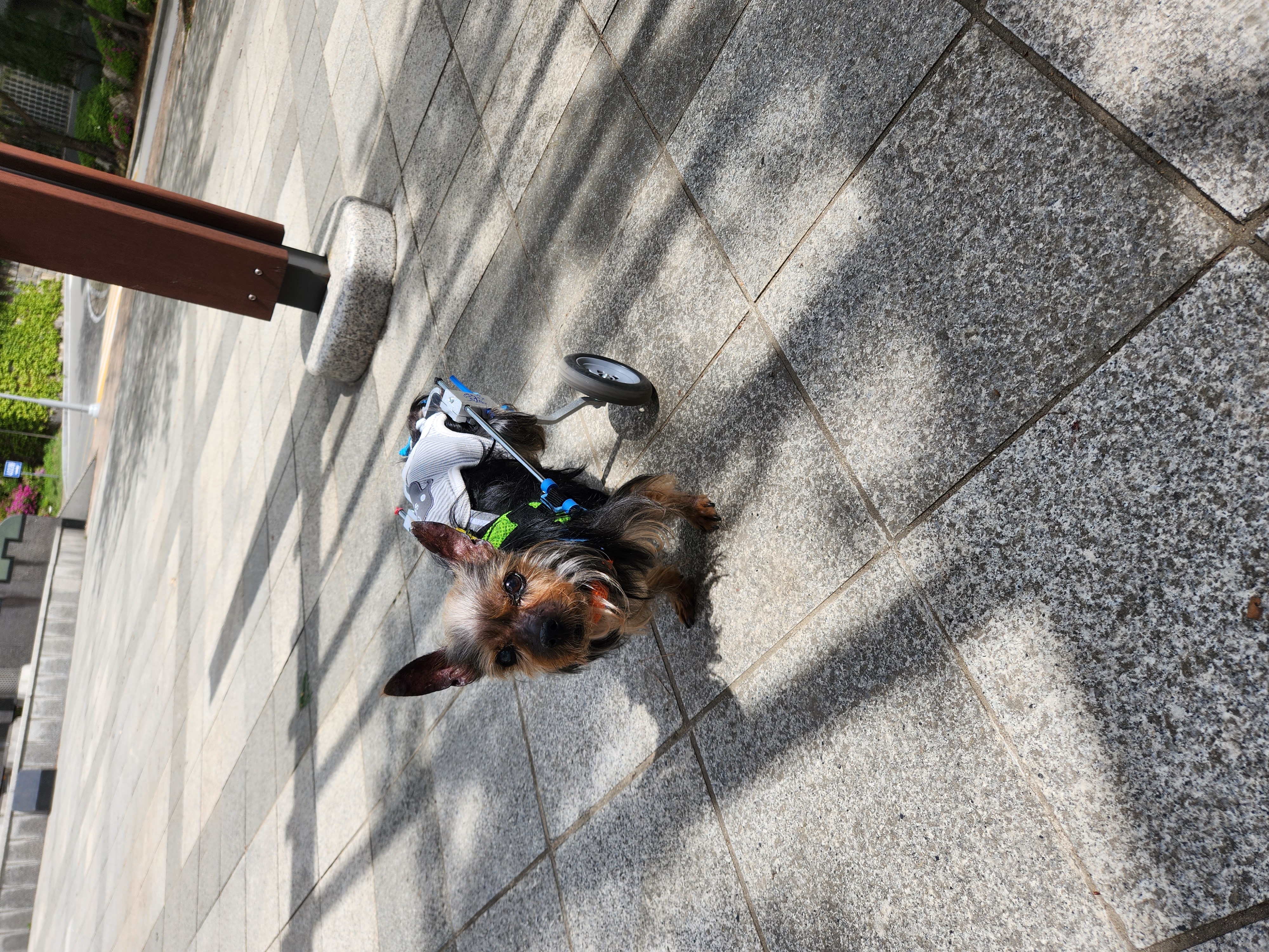 티파니(밤이), 하트(소금이) 소식입니다!