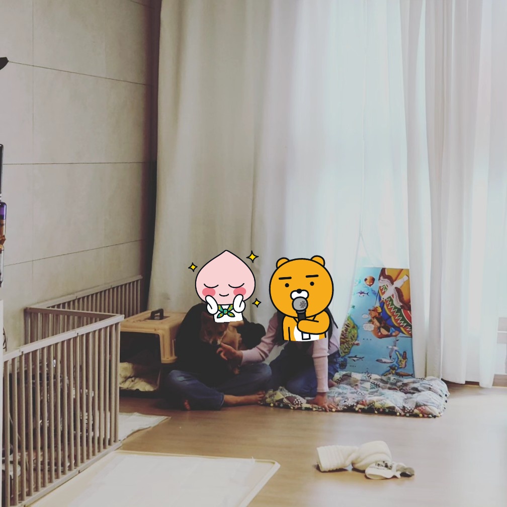 팜이 딸(수수) 사탕이 첫 번째 입양 후기입니다. 