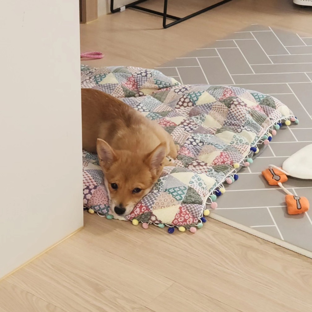 팜이 딸(수수) 사탕이 첫 번째 입양 후기입니다. 