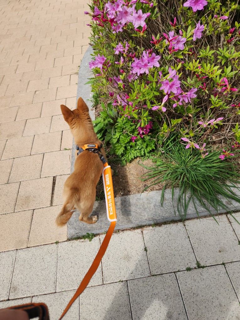 팜이 딸(수수) 사탕이 첫 번째 입양 후기입니다. 