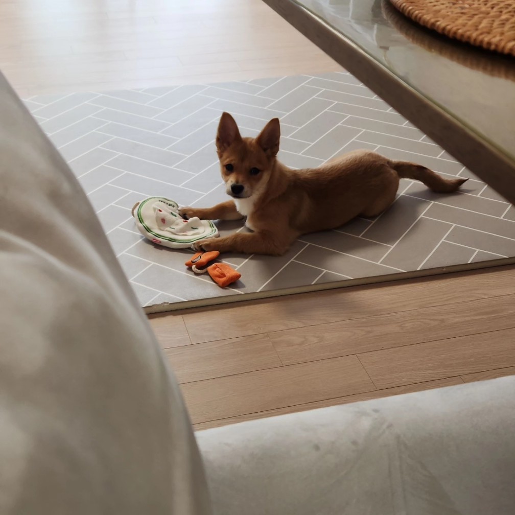 팜이 딸(수수) 사탕이 첫 번째 입양 후기입니다. 