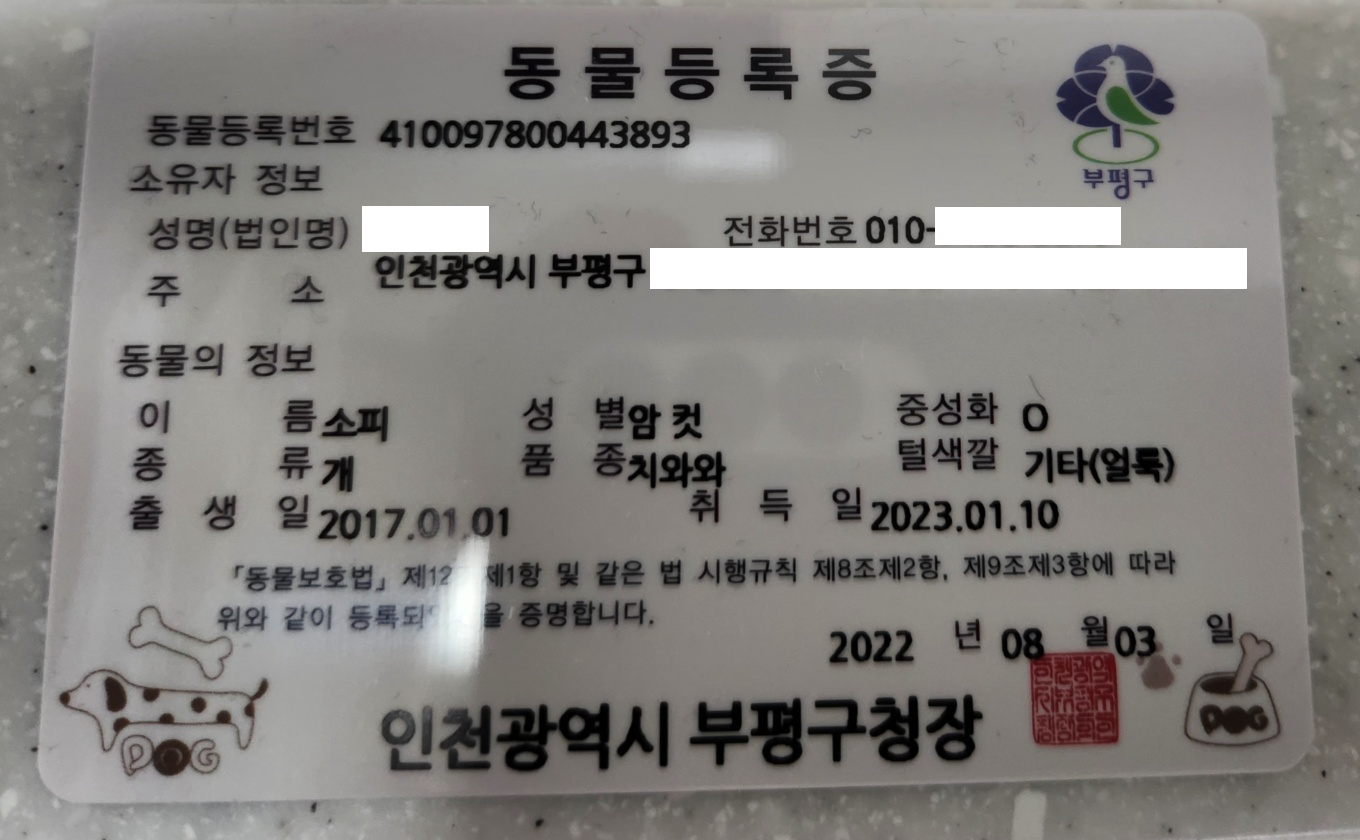 임보 2개월이 지나고 나서  입양을 하게 된 소피의 3개월째 이야기를 전해드립니다.