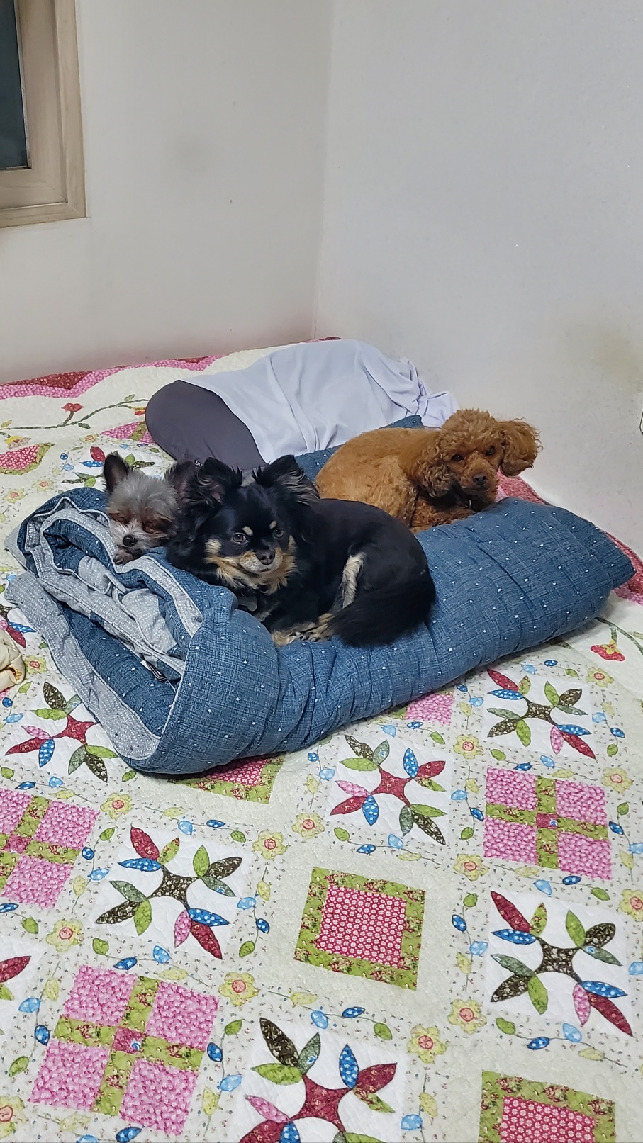 임보 2개월이 지나고 나서  입양을 하게 된 소피의 3개월째 이야기를 전해드립니다.