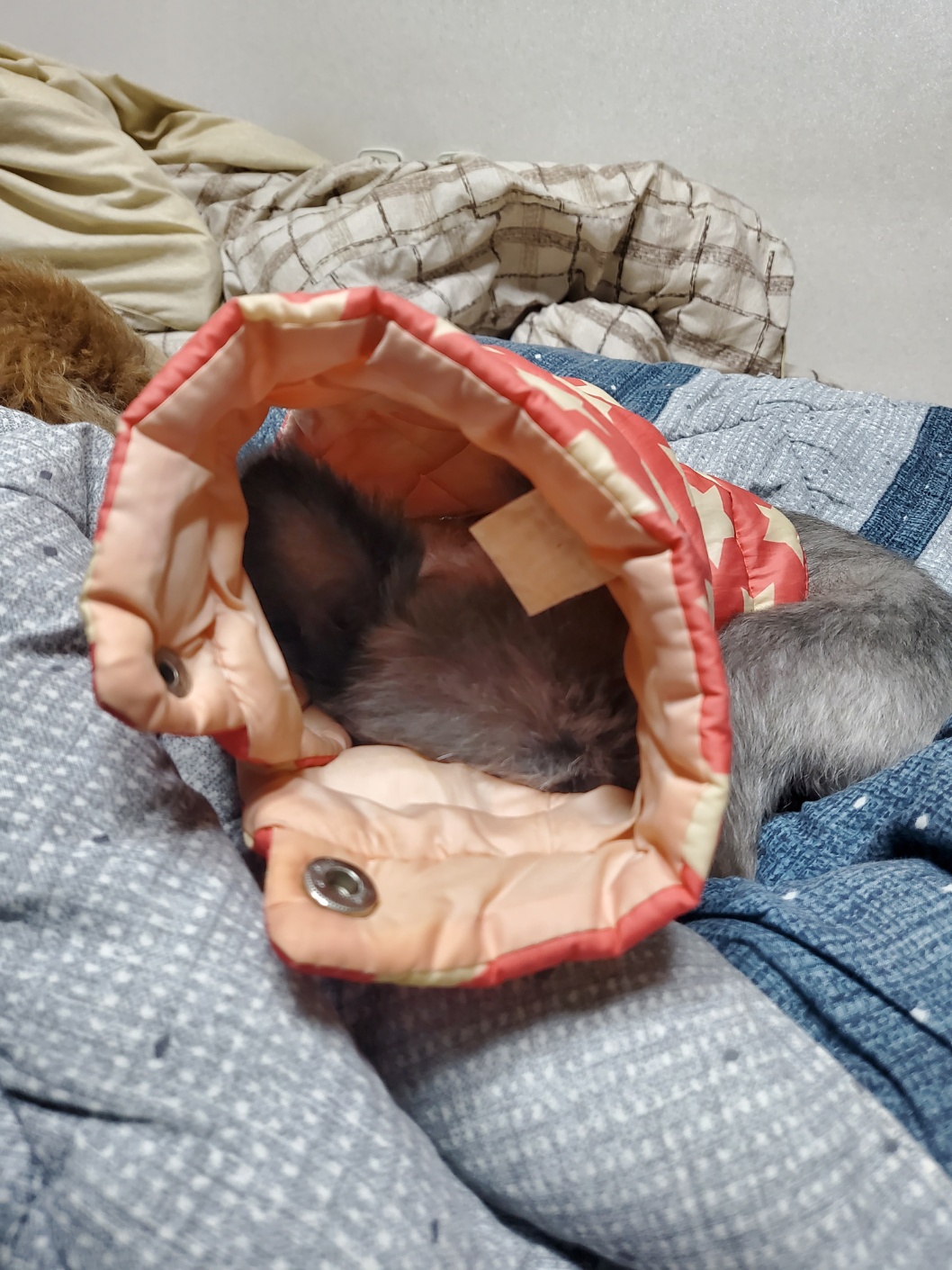 임보 2개월이 지나고 나서  입양을 하게 된 소피의 3개월째 이야기를 전해드립니다.