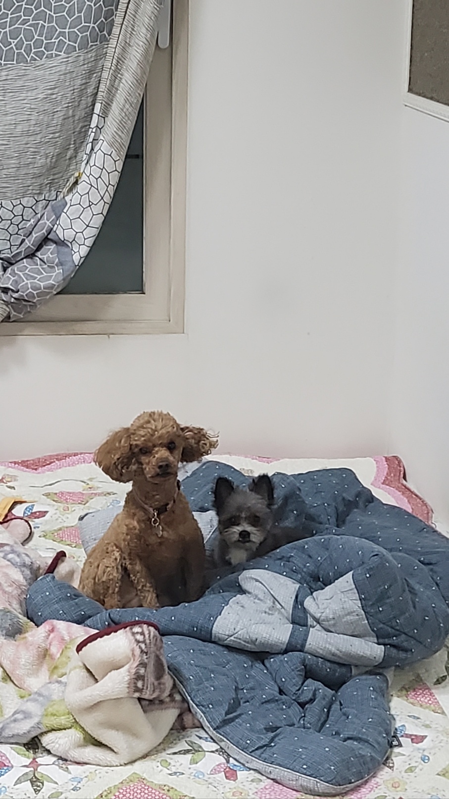 임보 2개월이 지나고 나서  입양을 하게 된 소피의 3개월째 이야기를 전해드립니다.