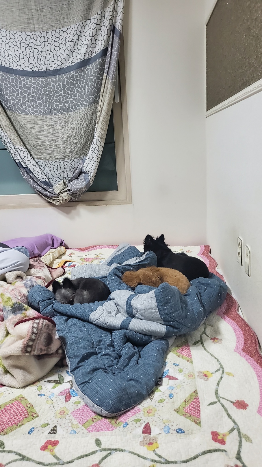 임보 2개월이 지나고 나서  입양을 하게 된 소피의 3개월째 이야기를 전해드립니다.