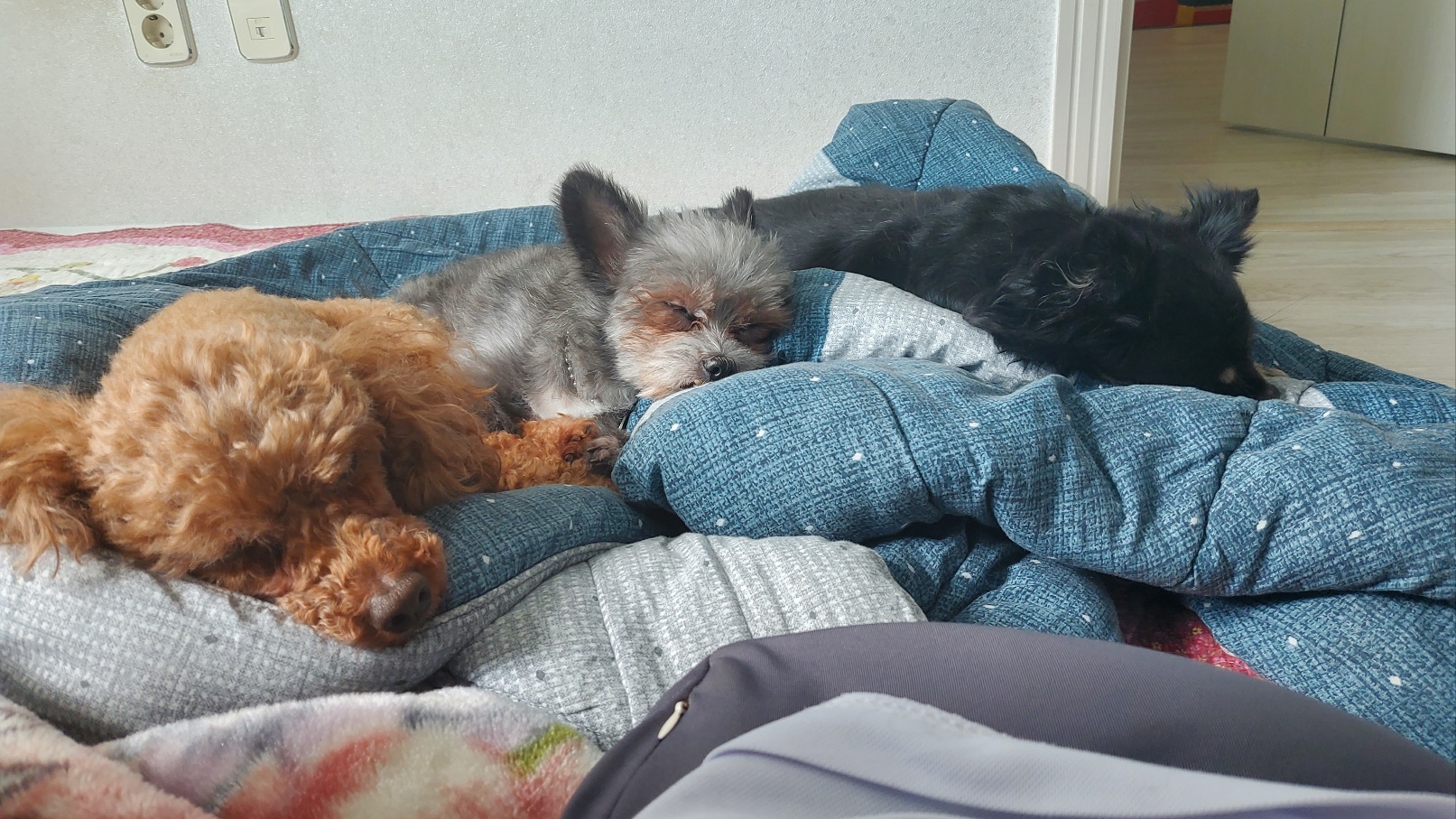 임보 2개월이 지나고 나서  입양을 하게 된 소피의 3개월째 이야기를 전해드립니다.