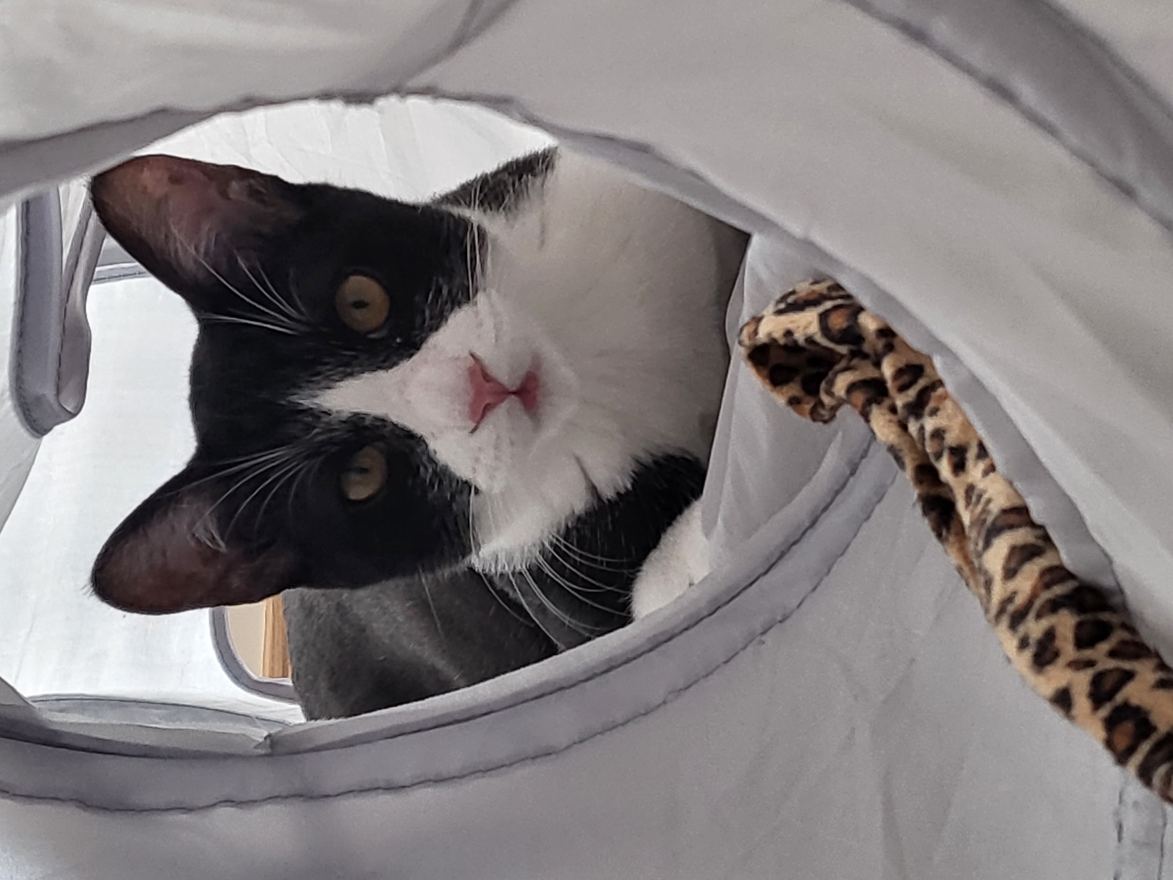 코코(민국이) 3개월후기