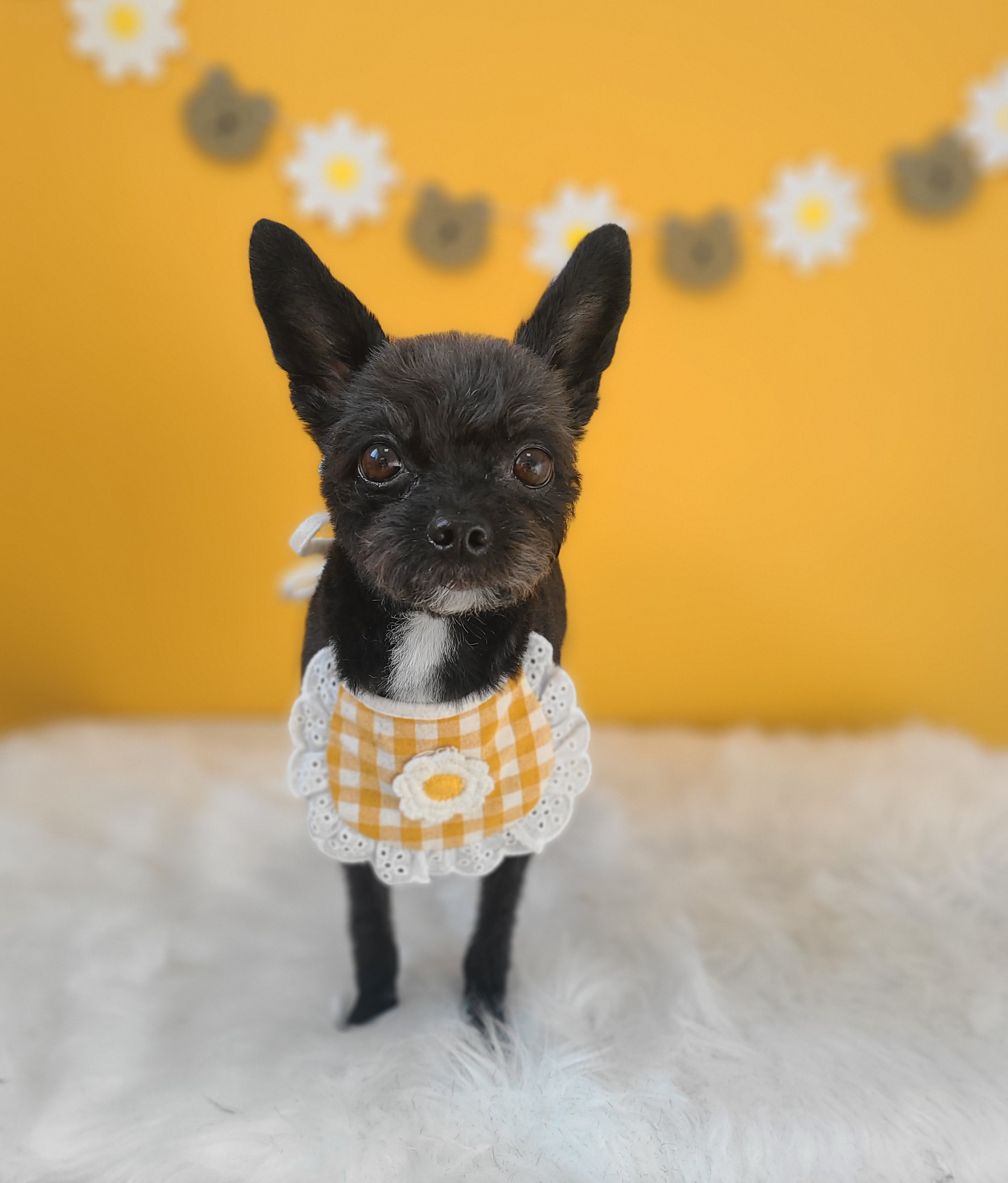 아라와 보낸지 3년이네요