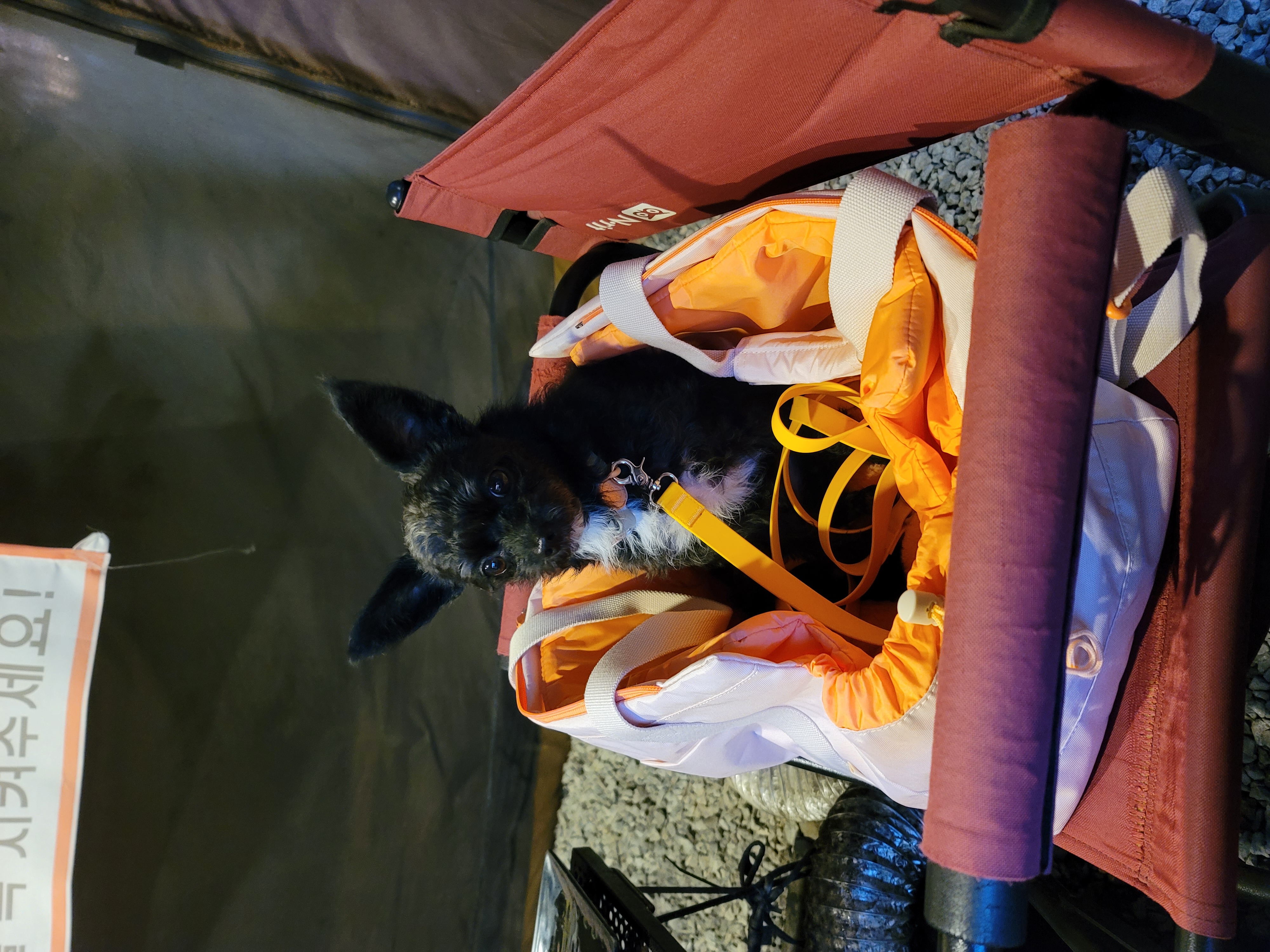 아라와 보낸지 3년이네요