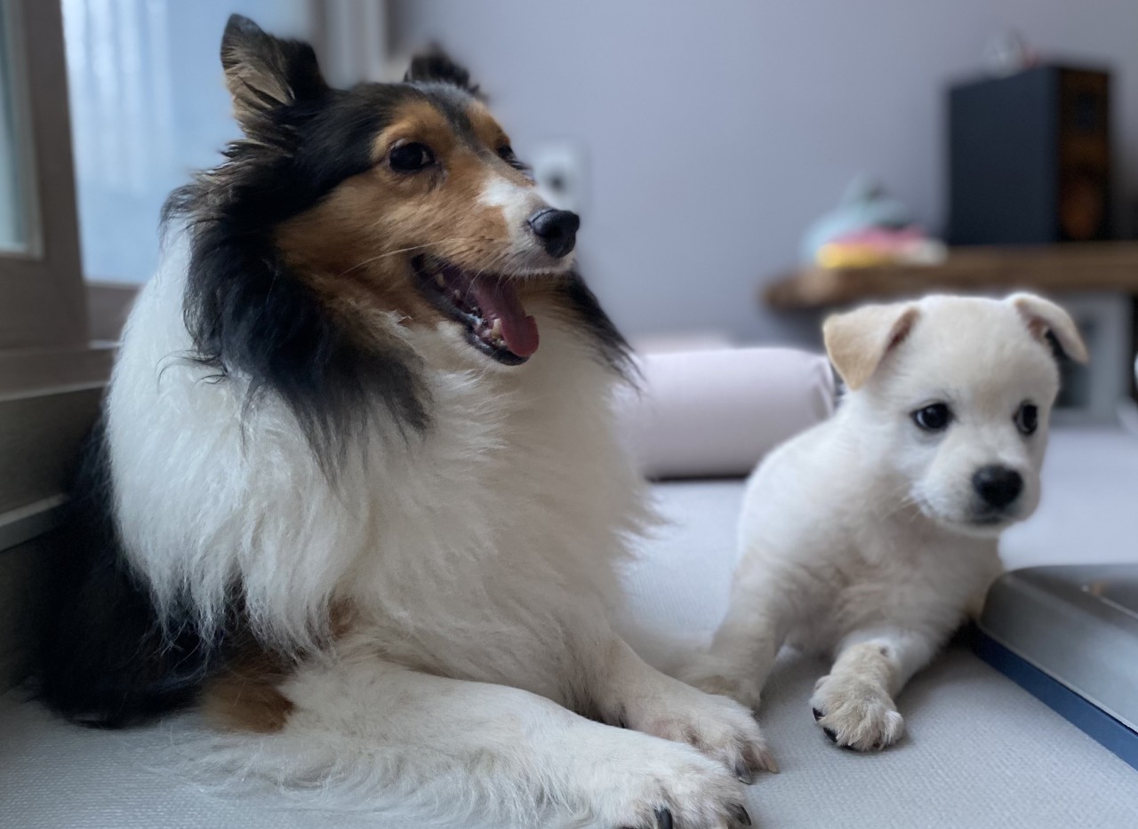 보미(곤지암 샐리) 2년 되었어요~