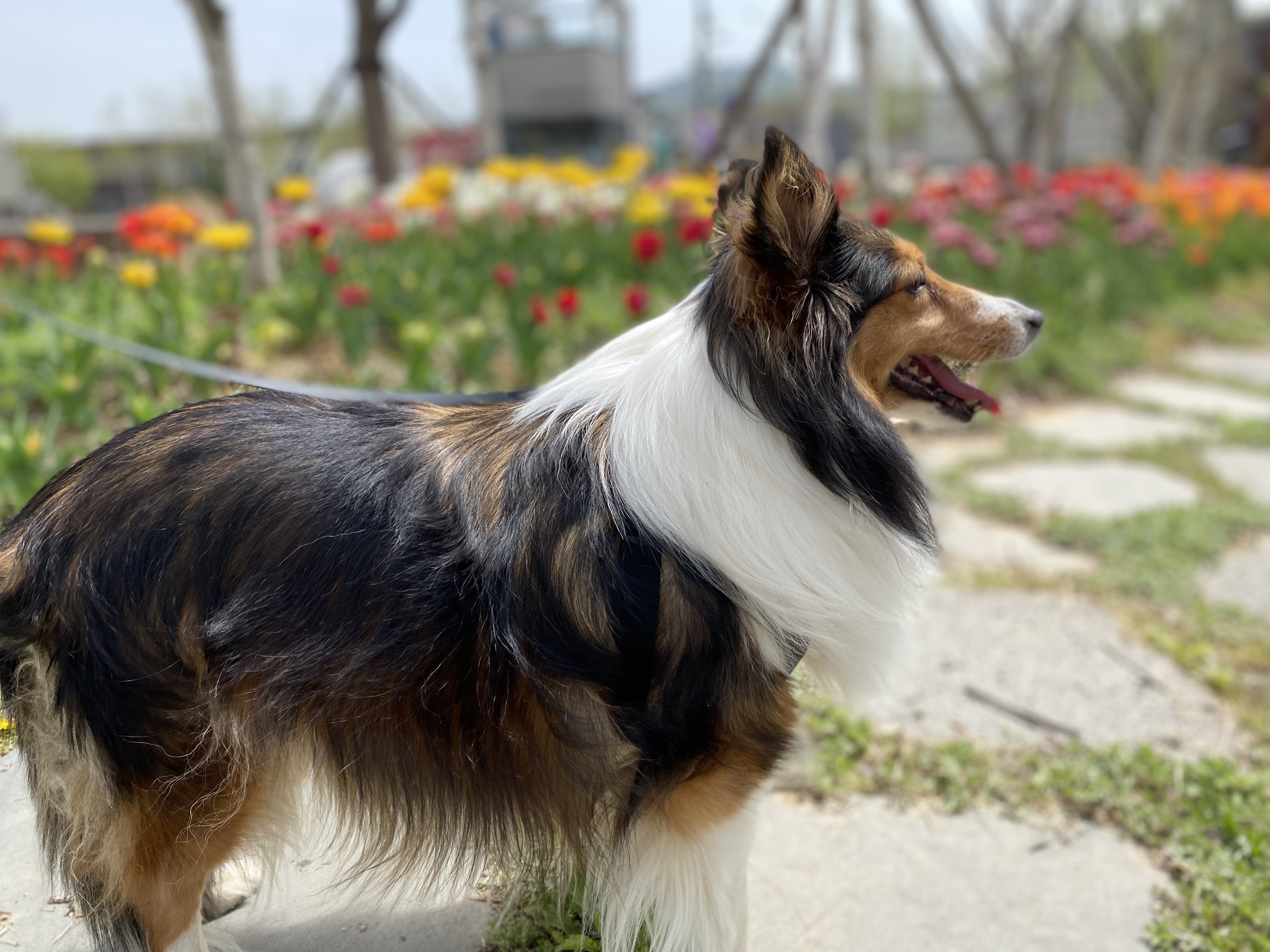 보미(곤지암 샐리) 2년 되었어요~