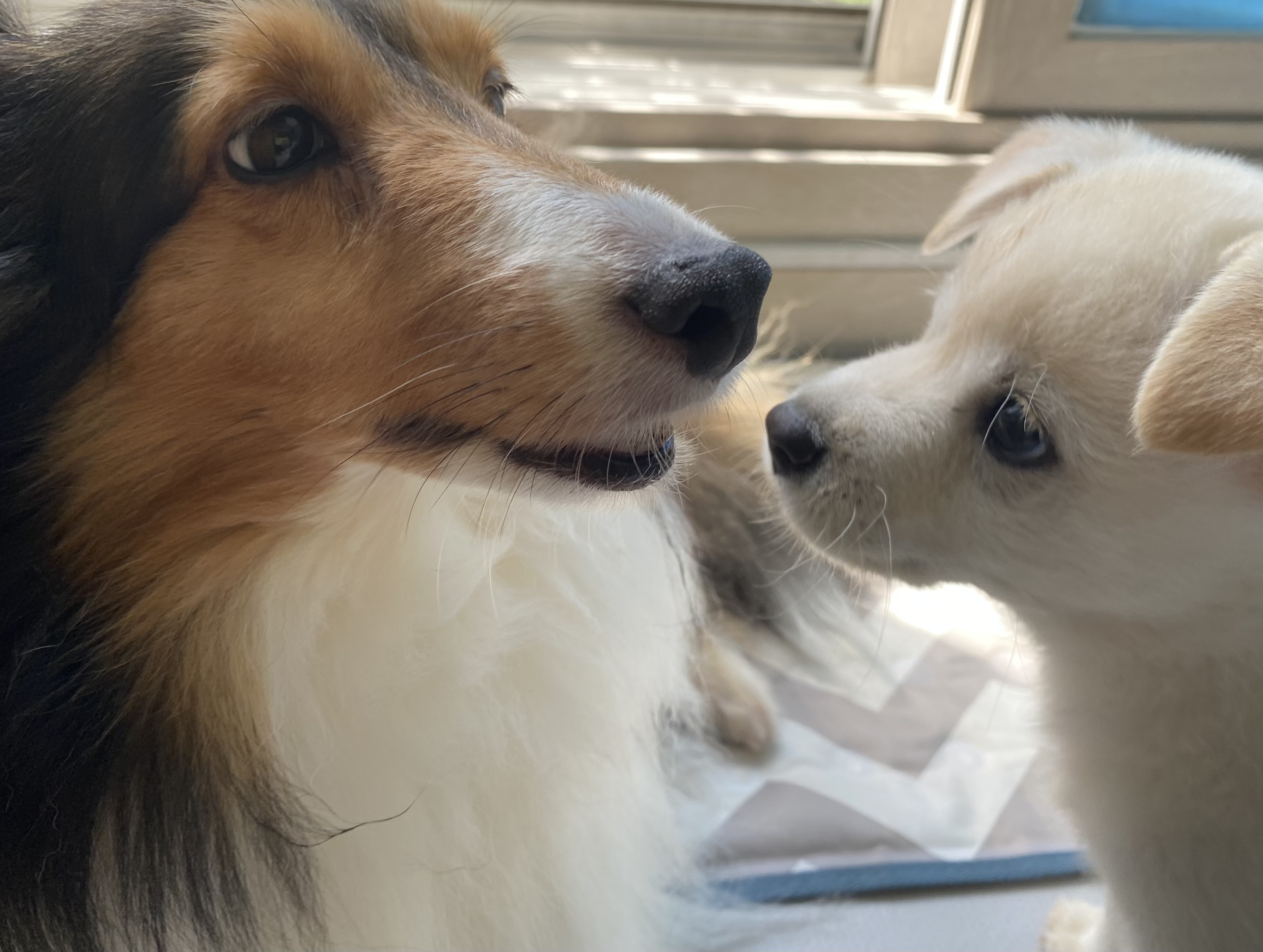 보미(곤지암 샐리) 2년 되었어요~
