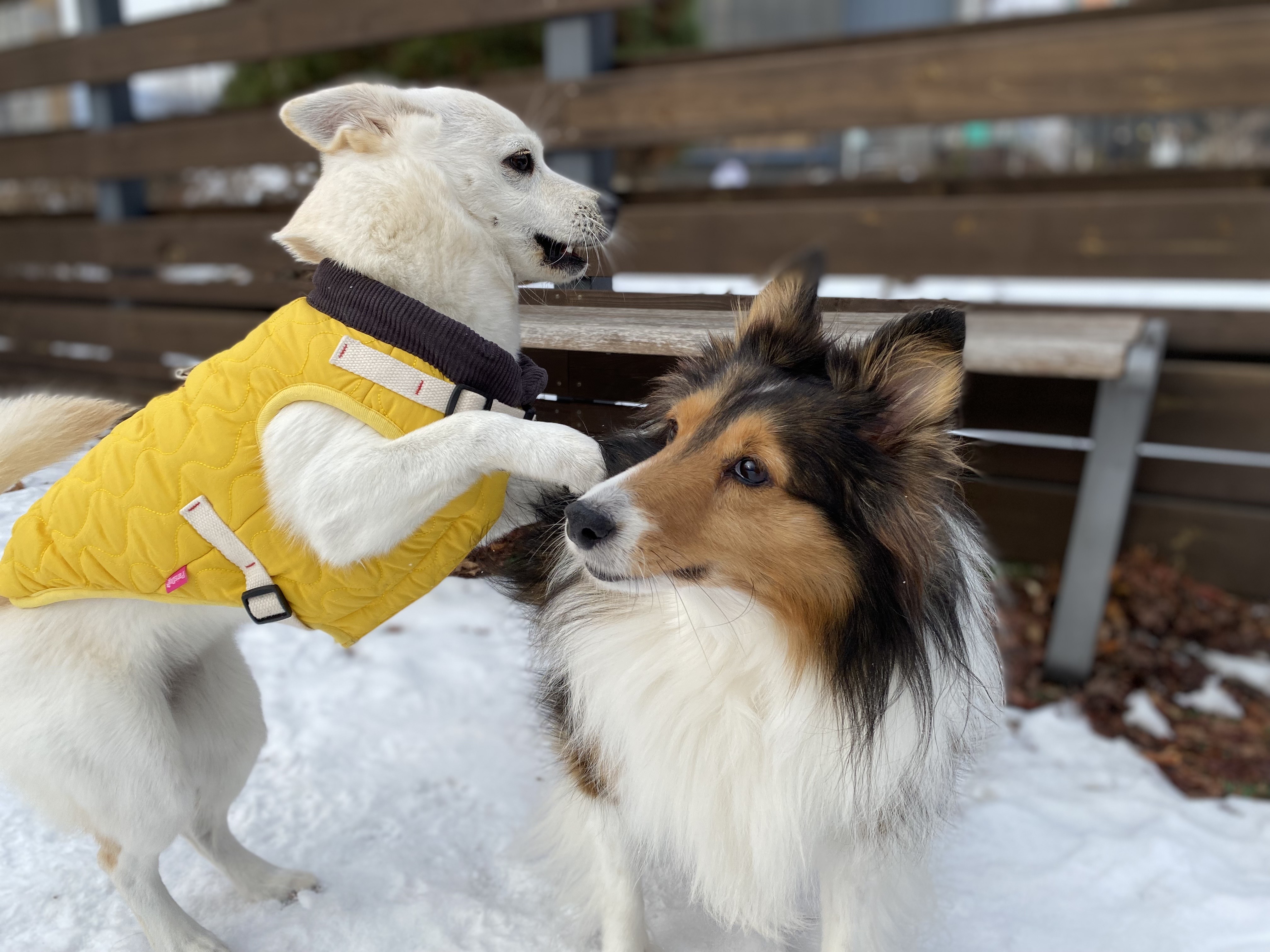 보미(곤지암 샐리) 2년 되었어요~