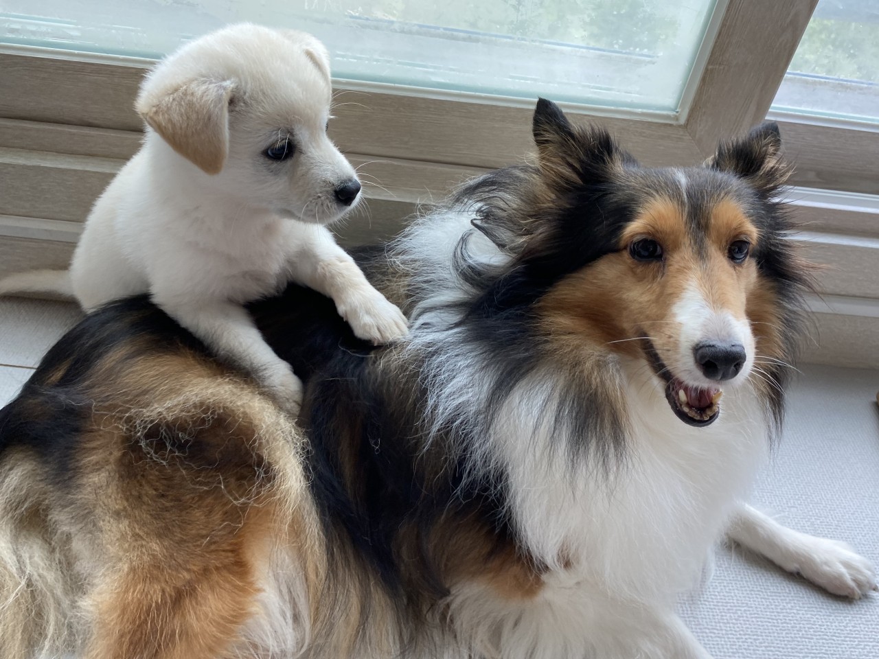 보미(곤지암 샐리) 2년 되었어요~