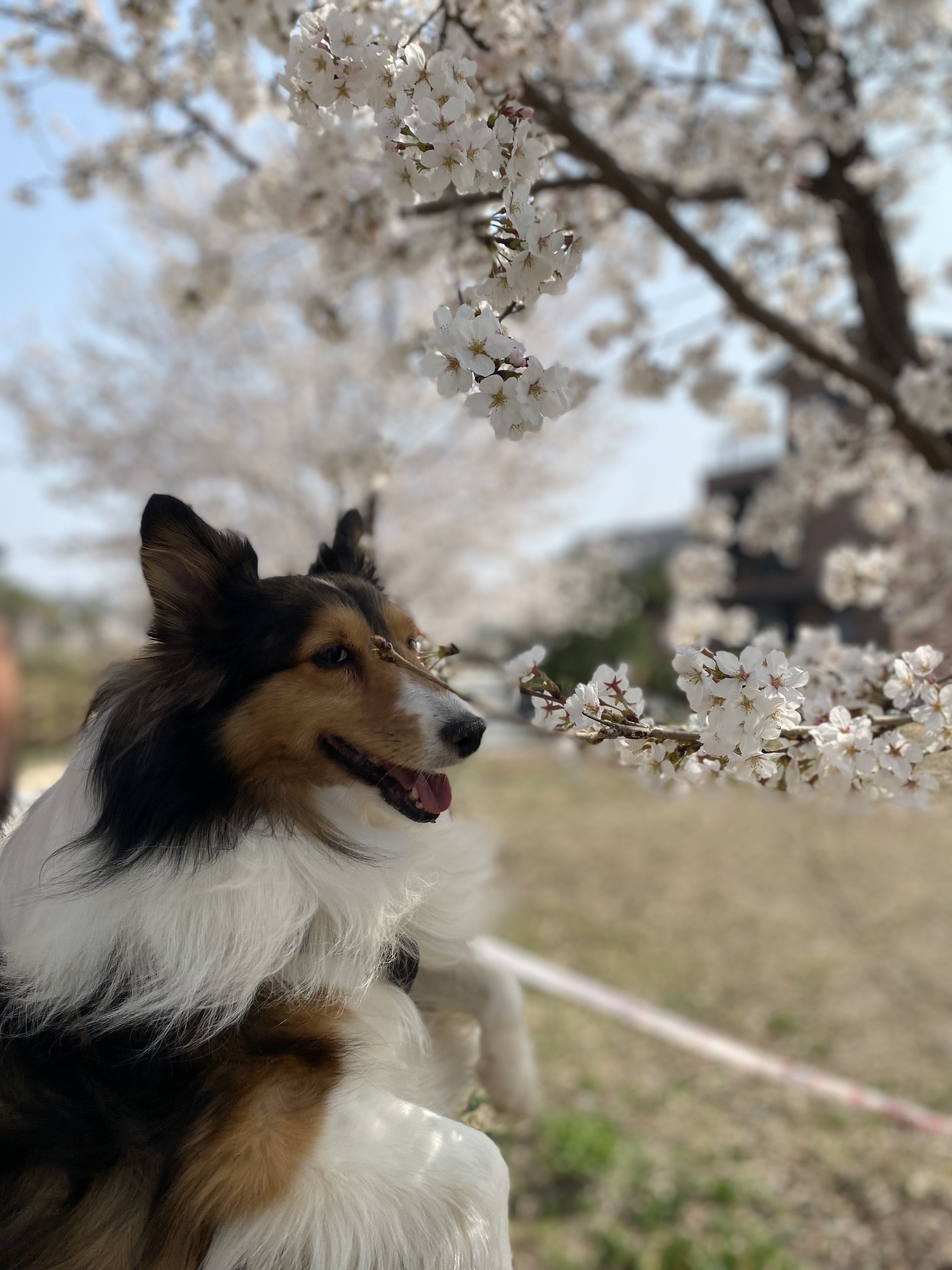 보미(곤지암 샐리) 2년 되었어요~