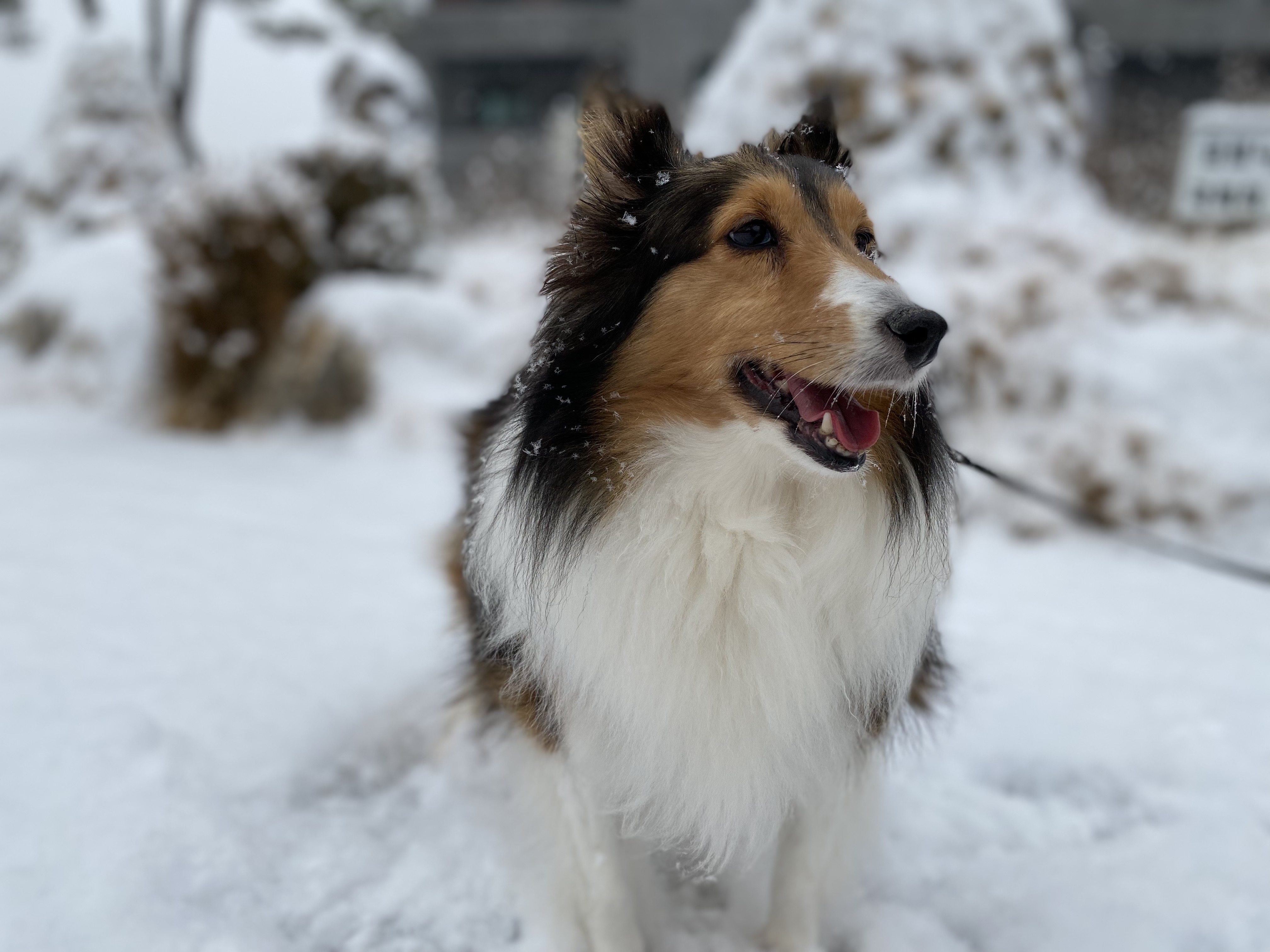 보미(곤지암 샐리) 2년 되었어요~